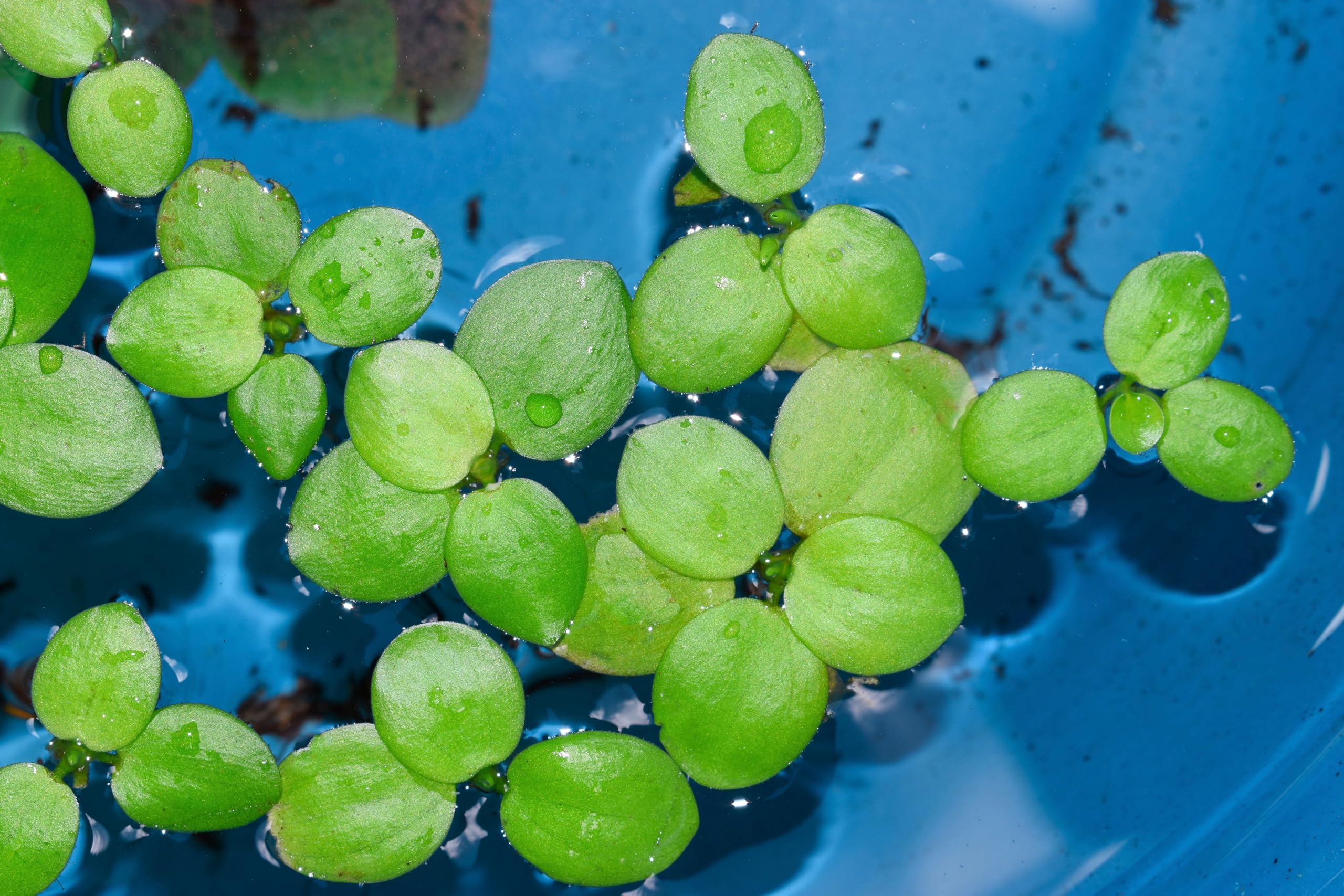 PondPlantsUK - Mixed Tropical Live Aquarium Plants (10 Tropical Frogbit)