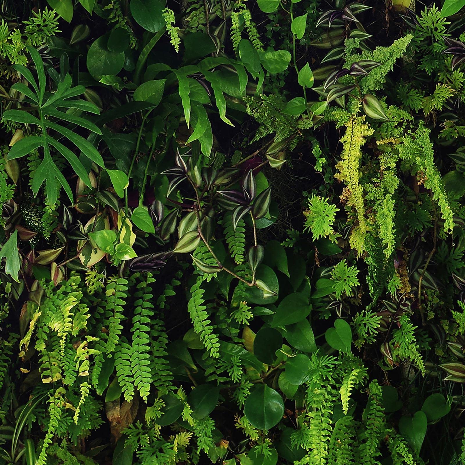 World of Wallpaper Kew Living Wall Wallpaper Green/Black Leaf Plants Tropical Foilage - Feature Wall Paper for Living Room Bedroom Hallway Lounge 66119