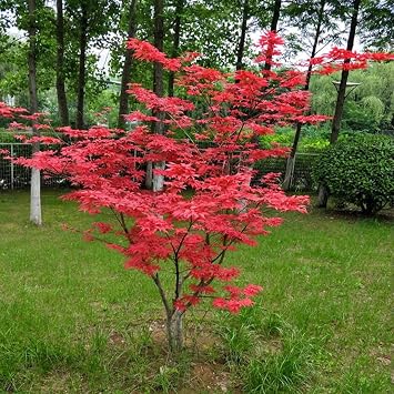 Realistic Large Japanese Red Maple Artificial Tree, Artificial Red Maple Tree, Outdoor Garden Home Decoration Simulation Tree, Gorgeous Simulation Landscape(7ft)