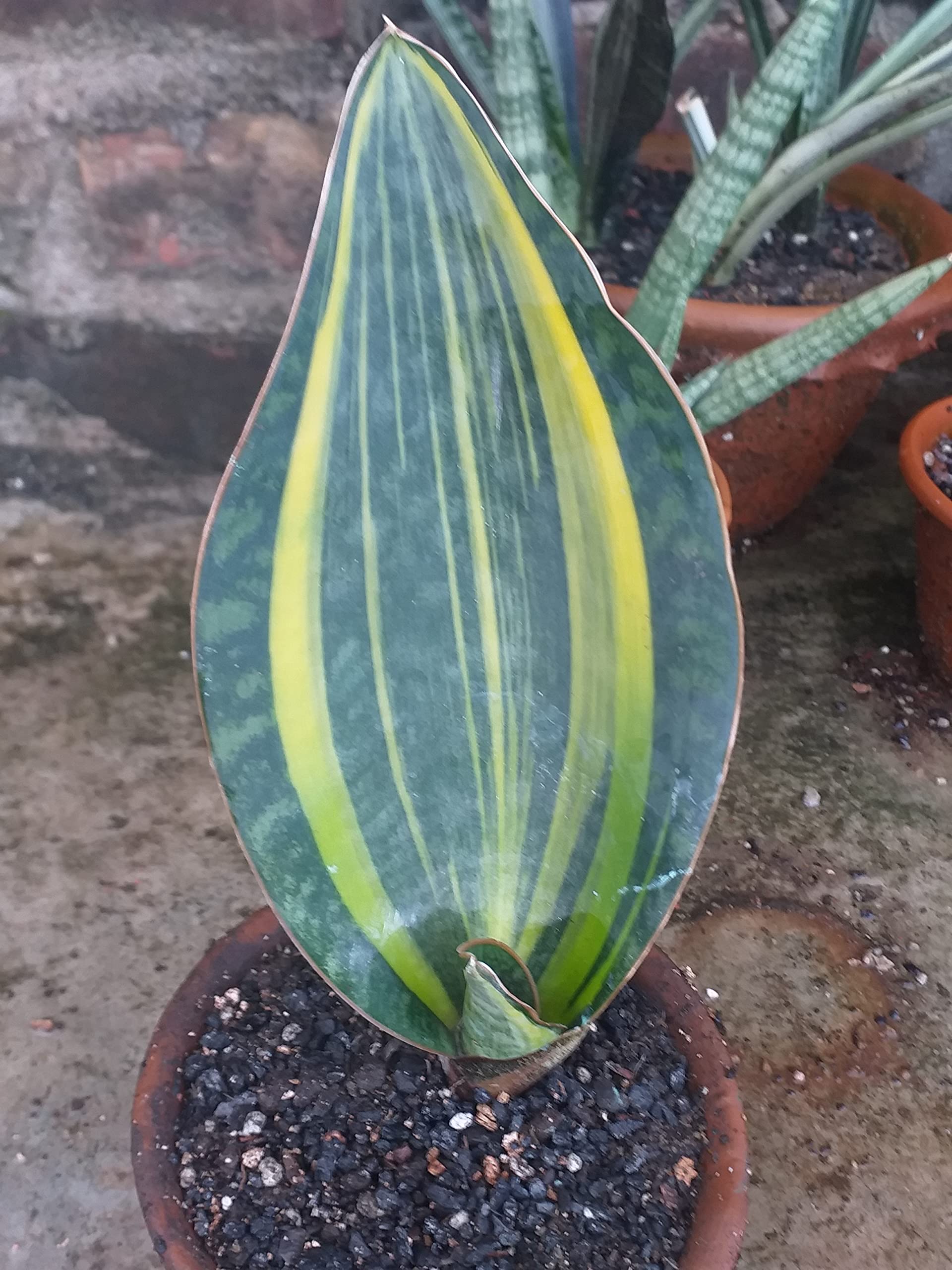 See full amazon price history chart for Grin Heaven Nursery, Sansevieria Whale Fin Variegated Live Plant Grin Heaven Nursery, Sansevieria Whale Fin Variegated Live Plant (B0B6QDB8HD) Amazon Price History, Amazon Price Tracker