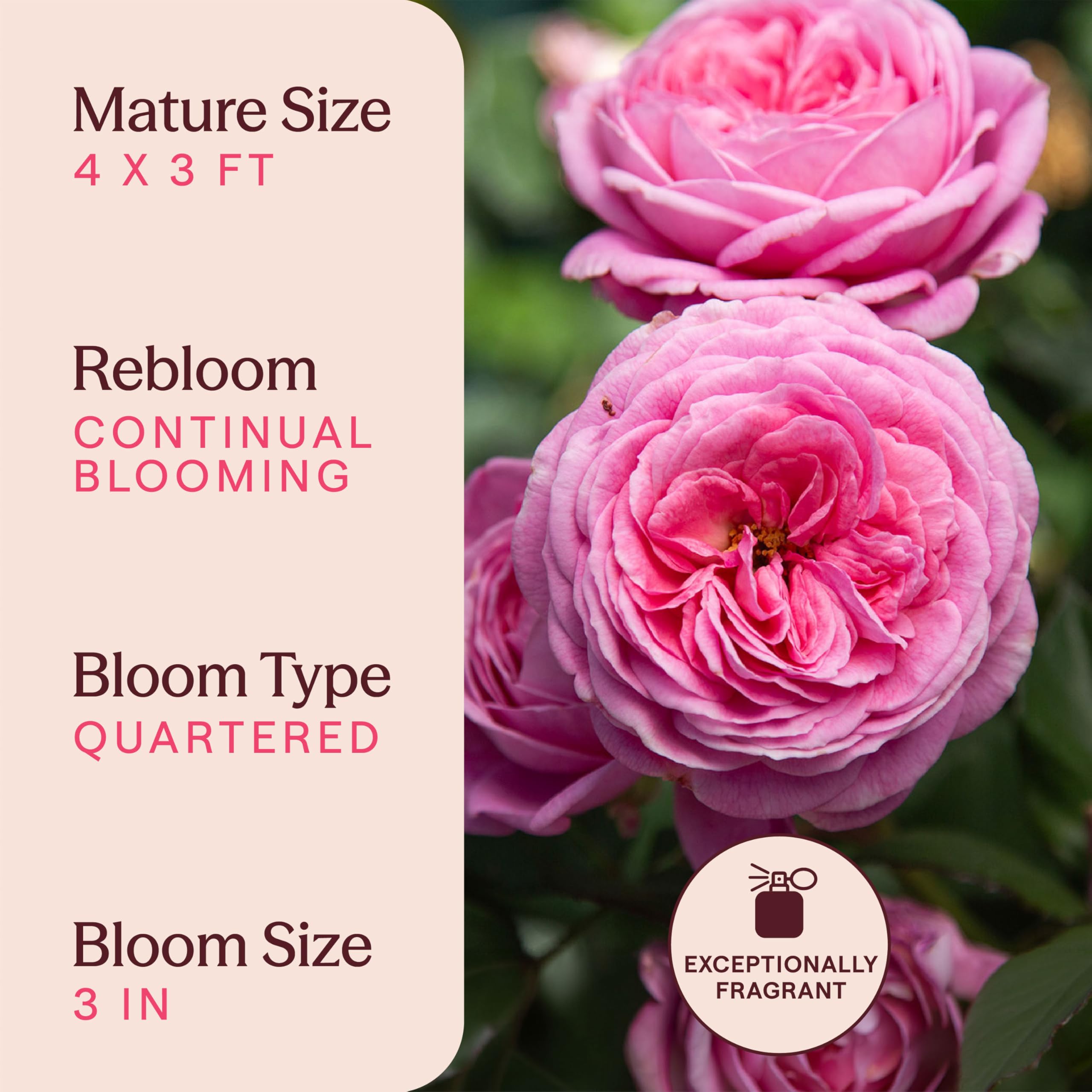 Amazon.com : Heirloom Floribunda Roses, Live Own Root Plant for