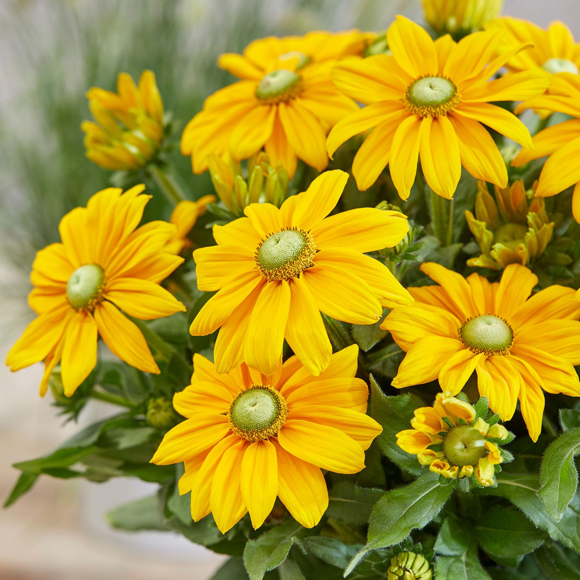 Rudbeckia Sunbeckia Ophelia - Hardy Perennial Garden Flowers - Bright Daisy-Like Blooms for Pots, Borders, Wildlife Gardens - Summer Flowering Plant UK Ready to Grow (3 Litre Pot, 20-30cm)