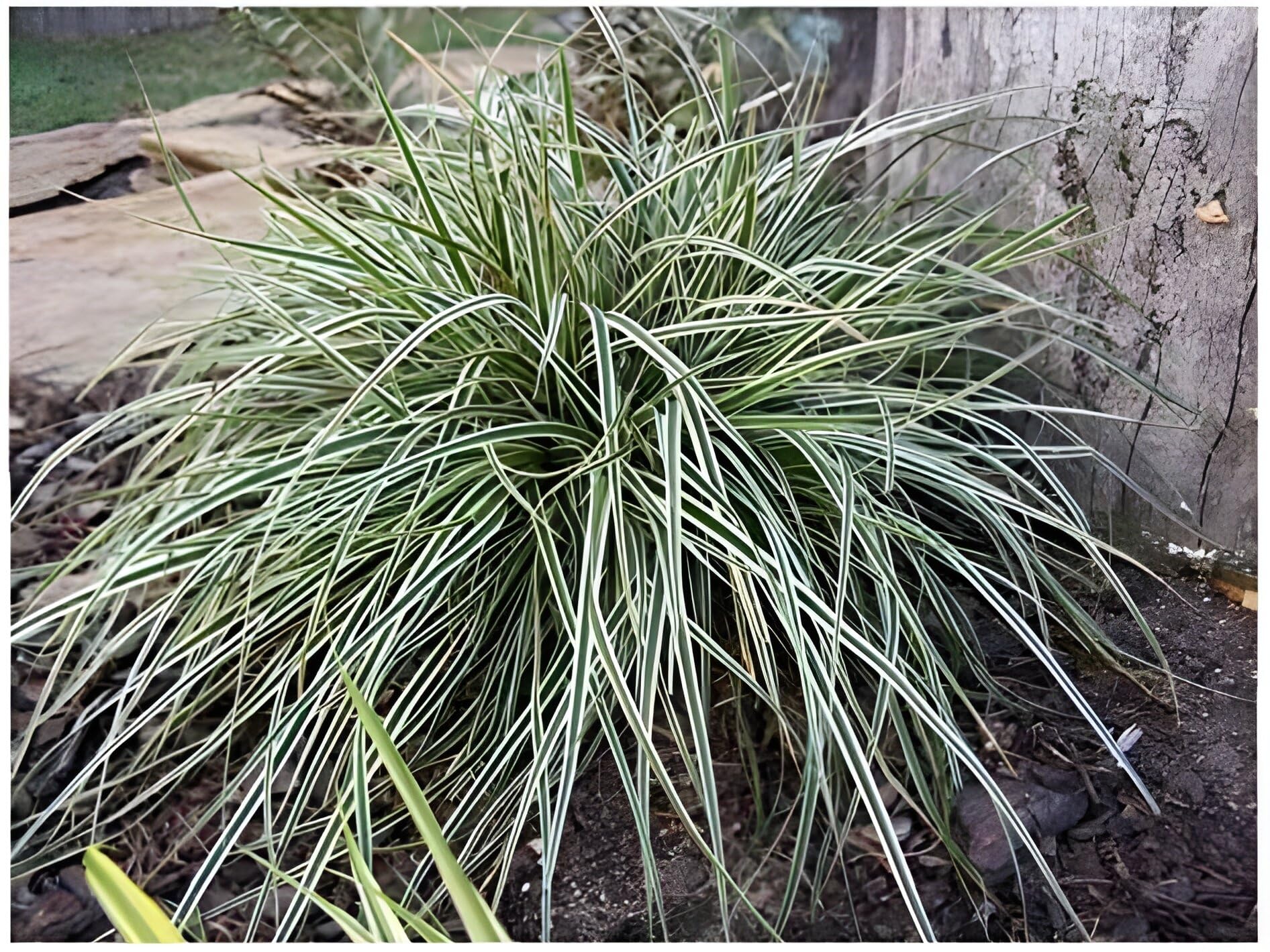 Stauden Gänge 10 x Carex oshimensis 'Everest' Japan Segge winterhart