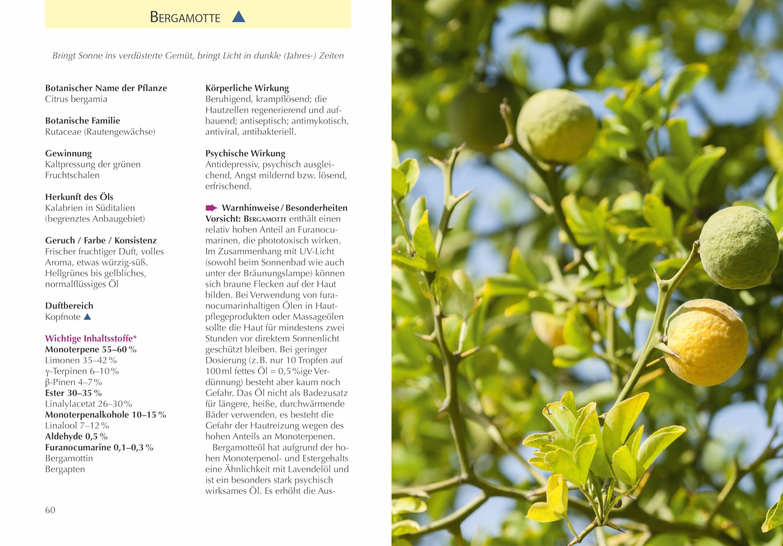 Handbuch Ätherische Öle: 65 Öle für Gesundheit und Wohlbefinden. Kompaktes Fachwissen für Aromatherapie und Aromapflege