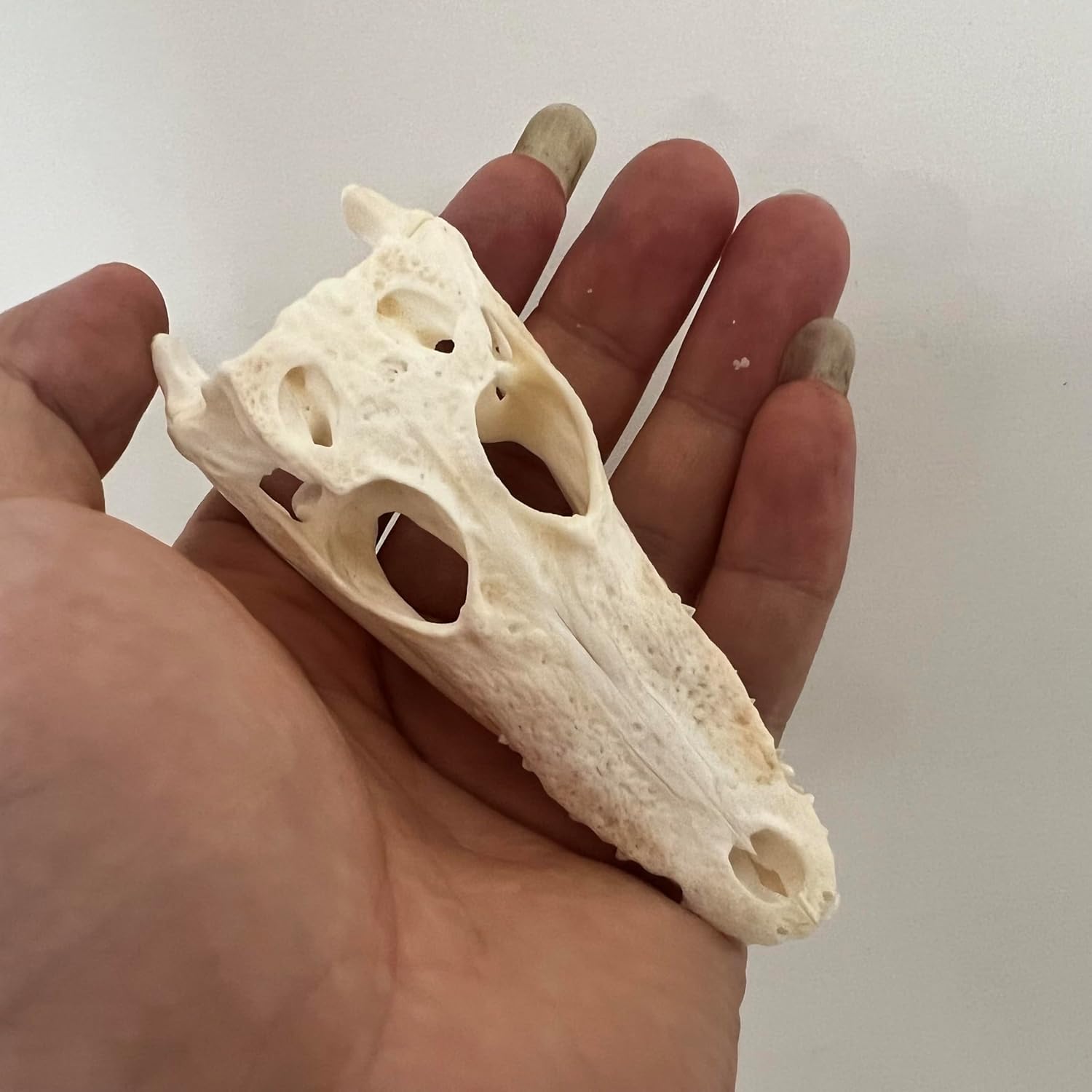 Real Crocodile Skull Specimen, Natural Bone Collection, Educational Display Piece (8-15 cm/3.15-5.91 inches)