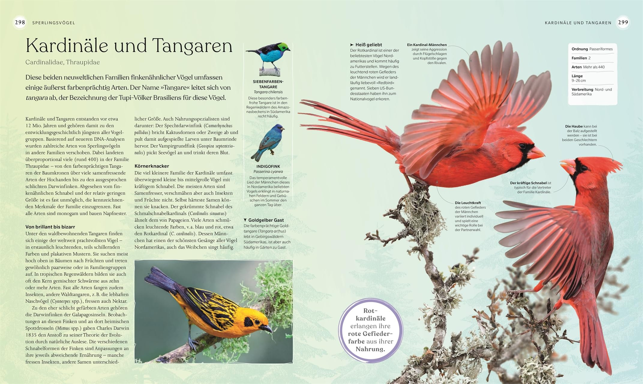 Vögel - Eine Natur- und Kulturgeschichte: Über 100 Vögel aus aller Welt in ausführlichen Porträts. Spannende Fakten, brillante Fotos und Illustrationen (DK Faszinierende Welt)