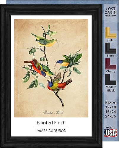 Vista 245 de Towee Bunting by James Audubon - Marco biselado negro de 12 x 16 pulgadas, decoración artística enmarcada para pared, reproducción de pinturas