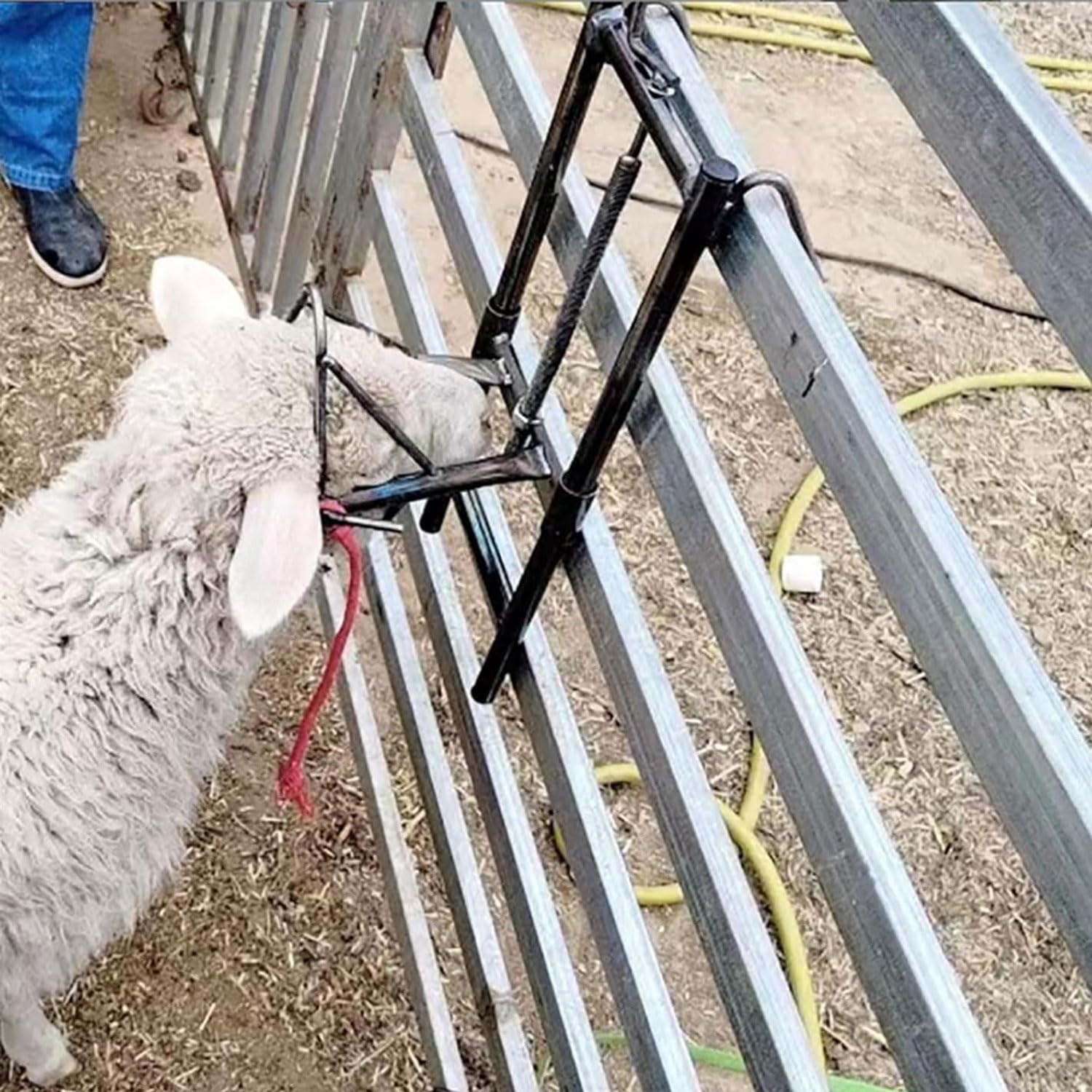Uchwyt na głowę owcy, regulowany stojak na strzyżenia, przenośne artykuły dla zwierząt gospodarskich z kantarem i stojakiem do dojenia dla owiec i kóz