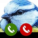 bird calls uk rspb $ real voice Cute Bird animal Fake call from Bird