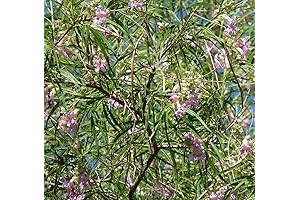 Chilopsis Linearis Desert Willow Tree Seeds: 30 Flower Seeds