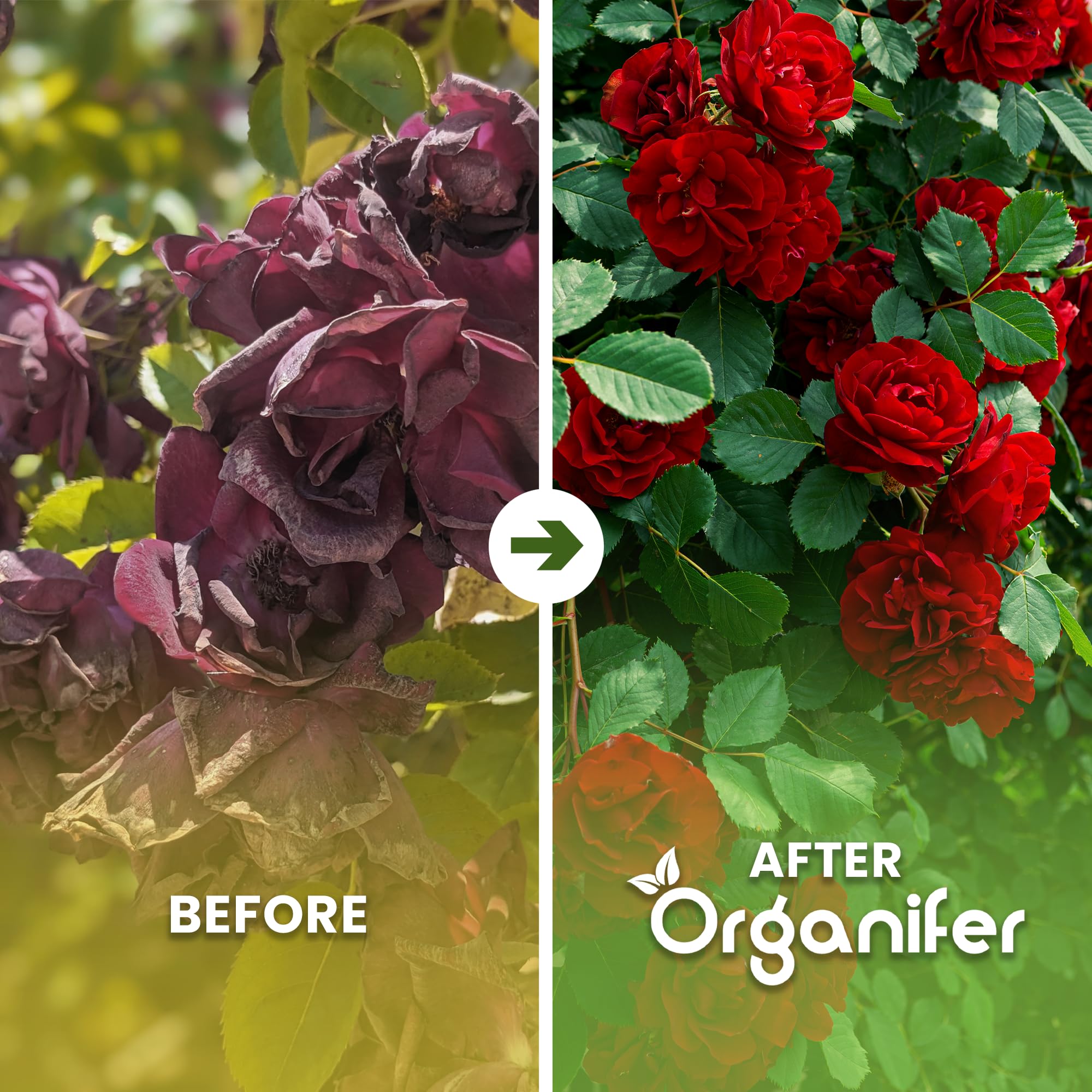 Engrais Pour Rosiers Et Fleurs - Tout-En-Un - 5 Kg Pour 100 M2 - Pour Vivaces Et Plantes À Fleurs - Nutrition Longue Durée, Couleurs Intenses, Racines Fortes Et Floraison Abondante - Organifer