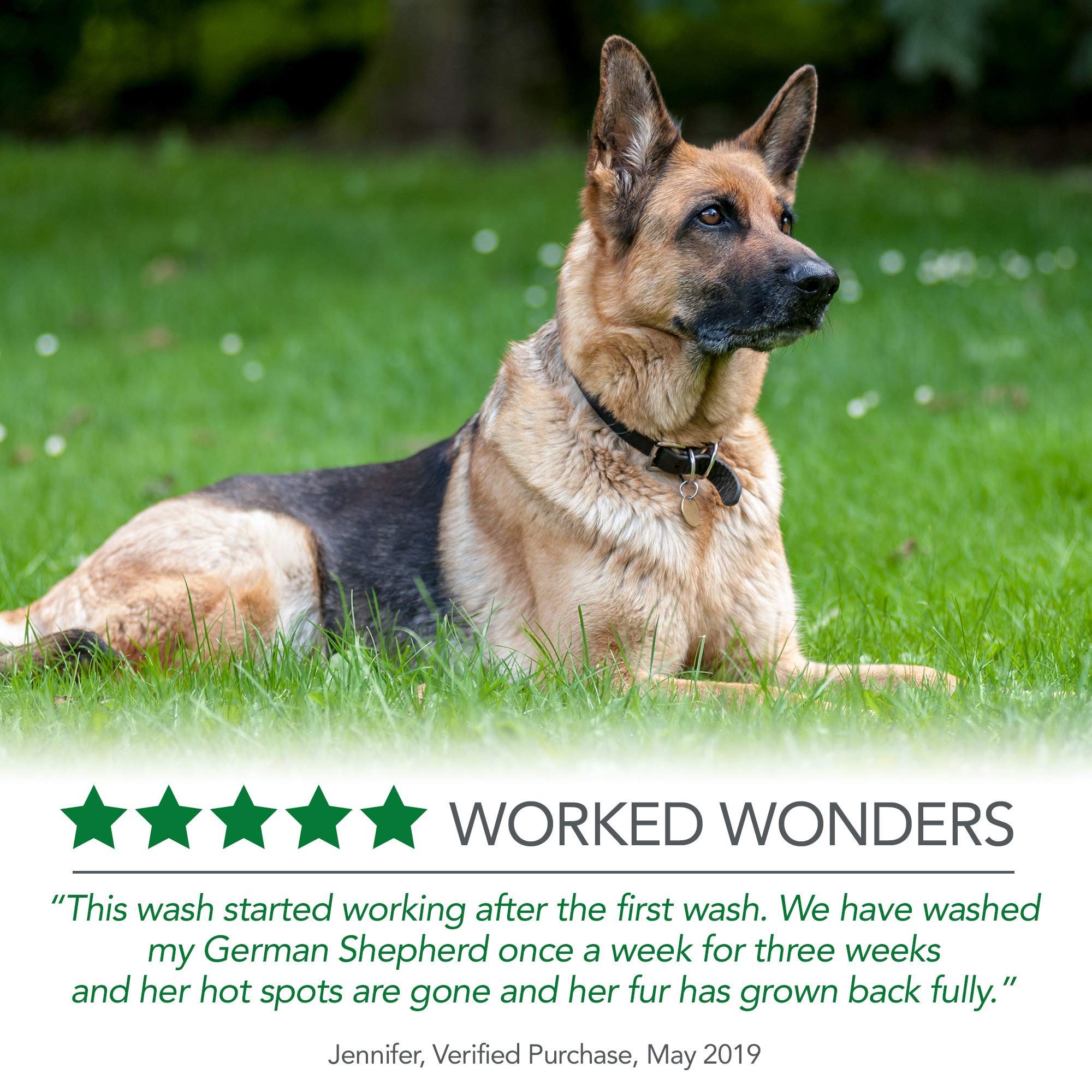 best hot spot shampoo for dogs