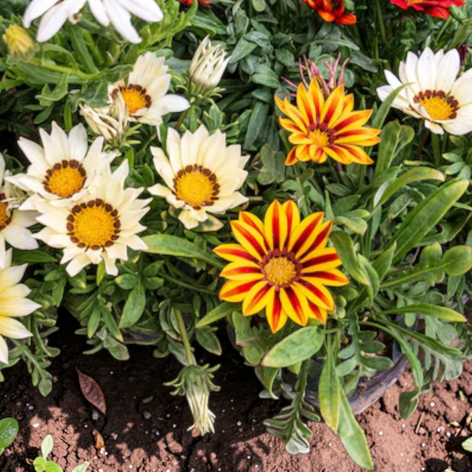Carbeth Plants Gazania 6 Pack – Bright Colourful Bedding Plants – Drought Tolerant Summer Flowers – Ideal for Pots, Borders & Containers (3, Tiger Mix)