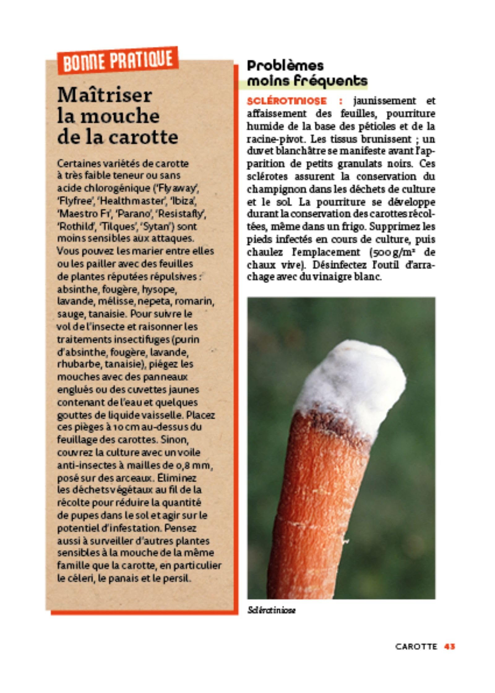 Panique au potager: Maladies et ravageurs - 45 légumes, petits fruits et aromatiques à protéger