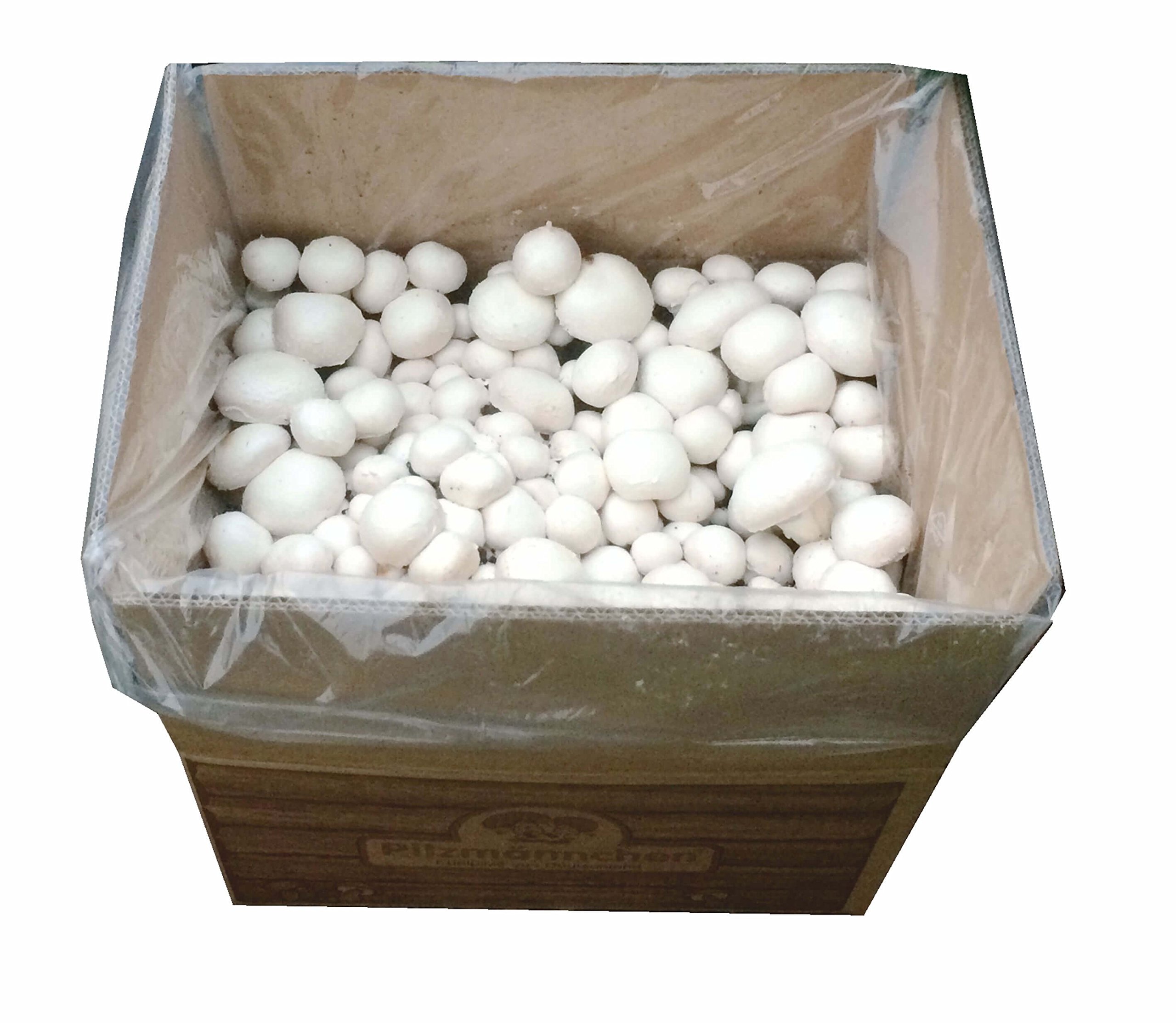 BIO Champignon Komplettset 1x Steinchampignon + 1x Champignon - Pilze selber züchten