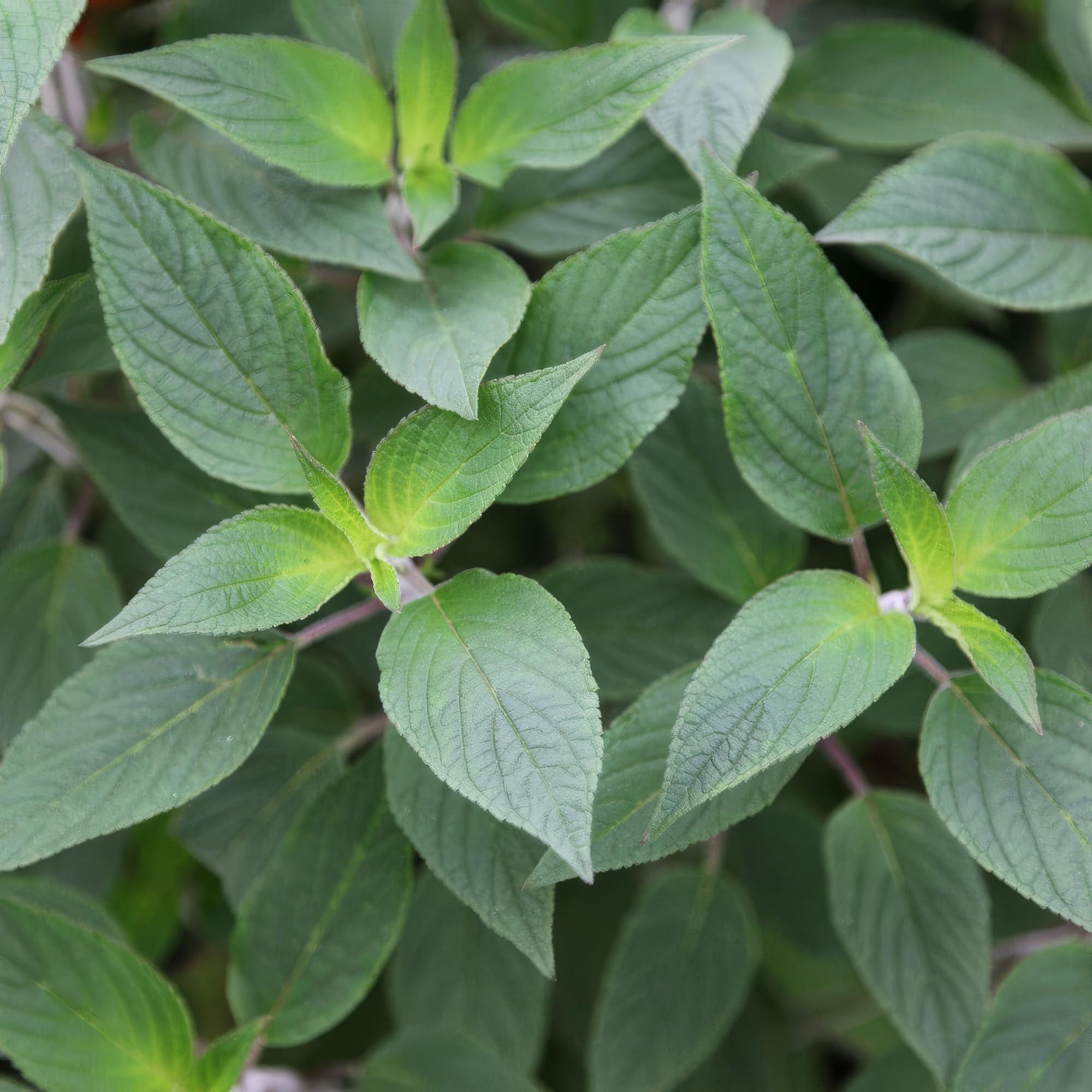 Set of 3 Plant Theory 9cm Pot Salvia Elegans Pineapple Sage Herb Plant