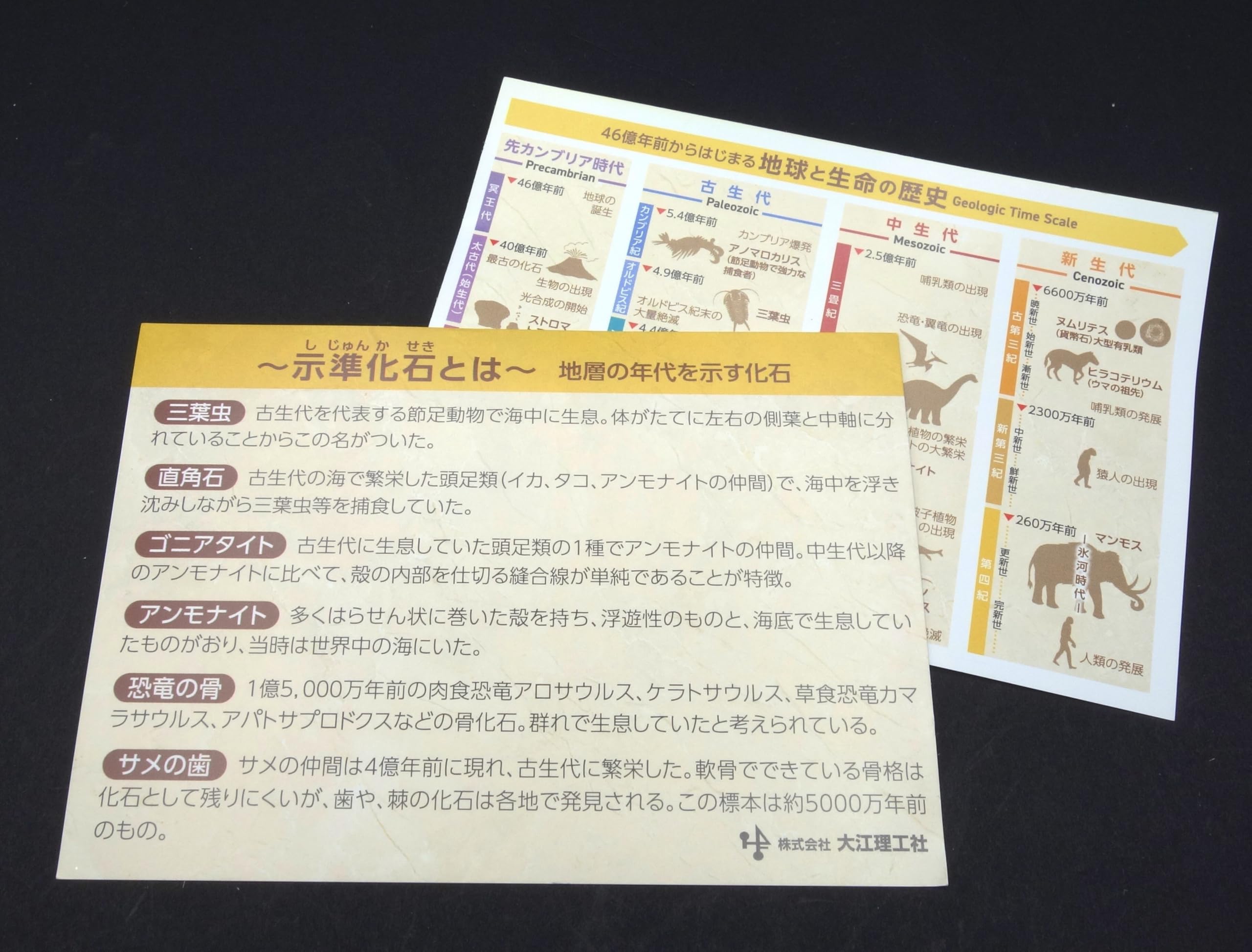 Amazon | 大江理工社(Oherikosha) ブック型標本セット 示準化石6種