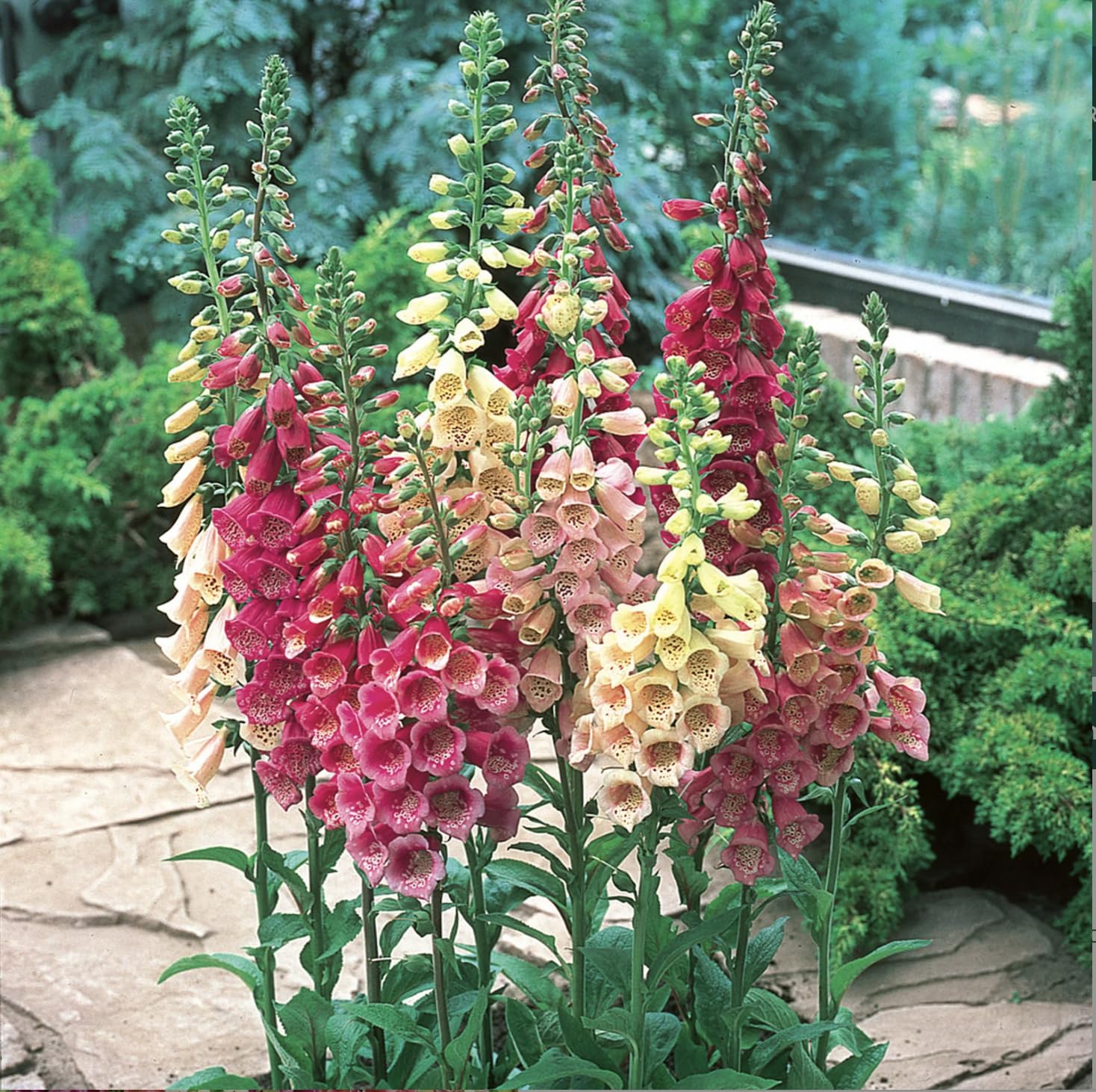 Foxglove Digitalis Mixed Colour x 6 Perennial Plug Plants Cut Flower Garden Ready