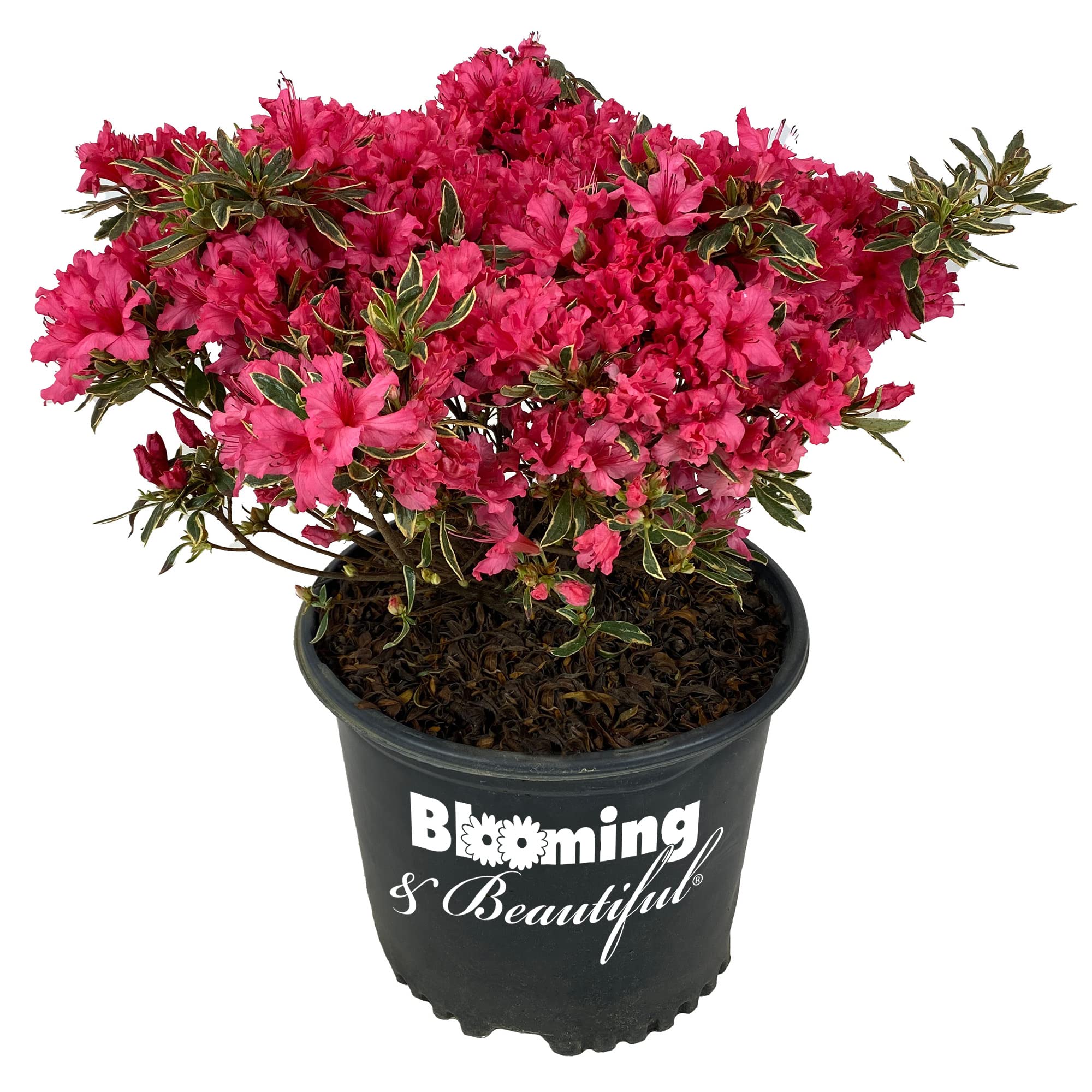 Arctic Rose Azalea - 3 gal - Evergreen Flowering Shrub - Bright Rose-Red Blooms - Green Variegated Foliage - Zones 5-8 - Rhododendron x 'Arctic Rose' - 3 Gallon Pot