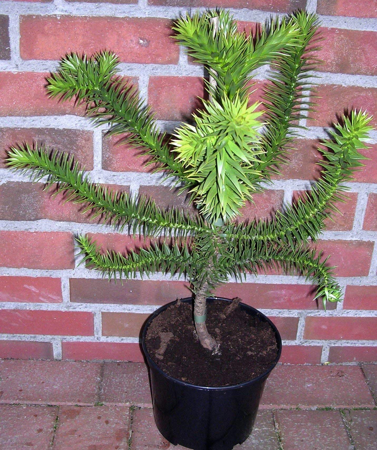 Araucaria Araucana Schmucktanne, Affenbaum, Affenschaukel, Andentanne, Winterharte Pflanze, Höhe: 70-80 cm