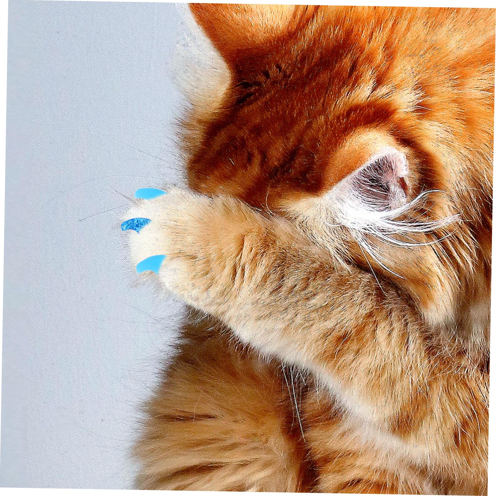Toddmomy 480 Pcs Ensemble D'Ongles pour Animaux De Compagnie Protecteurs De Griffes De Chat Capuchons D'Ongles De Chaton Pattes De Chat Conseils D'Ongles De Chat Enveloppes D'Ongles Pattes