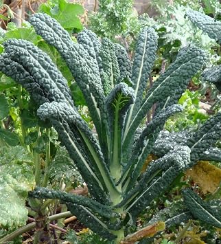 Kale Lacinato AKA Dinosaur أو Tuscan Great Heirloom Vegetable by Seed Kingdom 500 Seeds