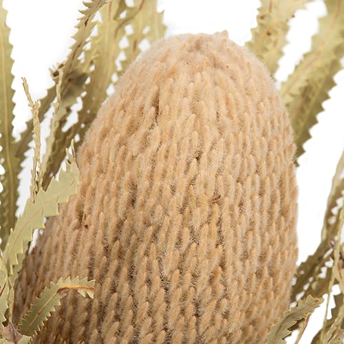 Miniatura 3 de Vickerman Flor de Banksia natural jumbo de 12 pulgadas con tallo, planta seca preservada natural para ramos de boda, decoración del hogar o arreglos