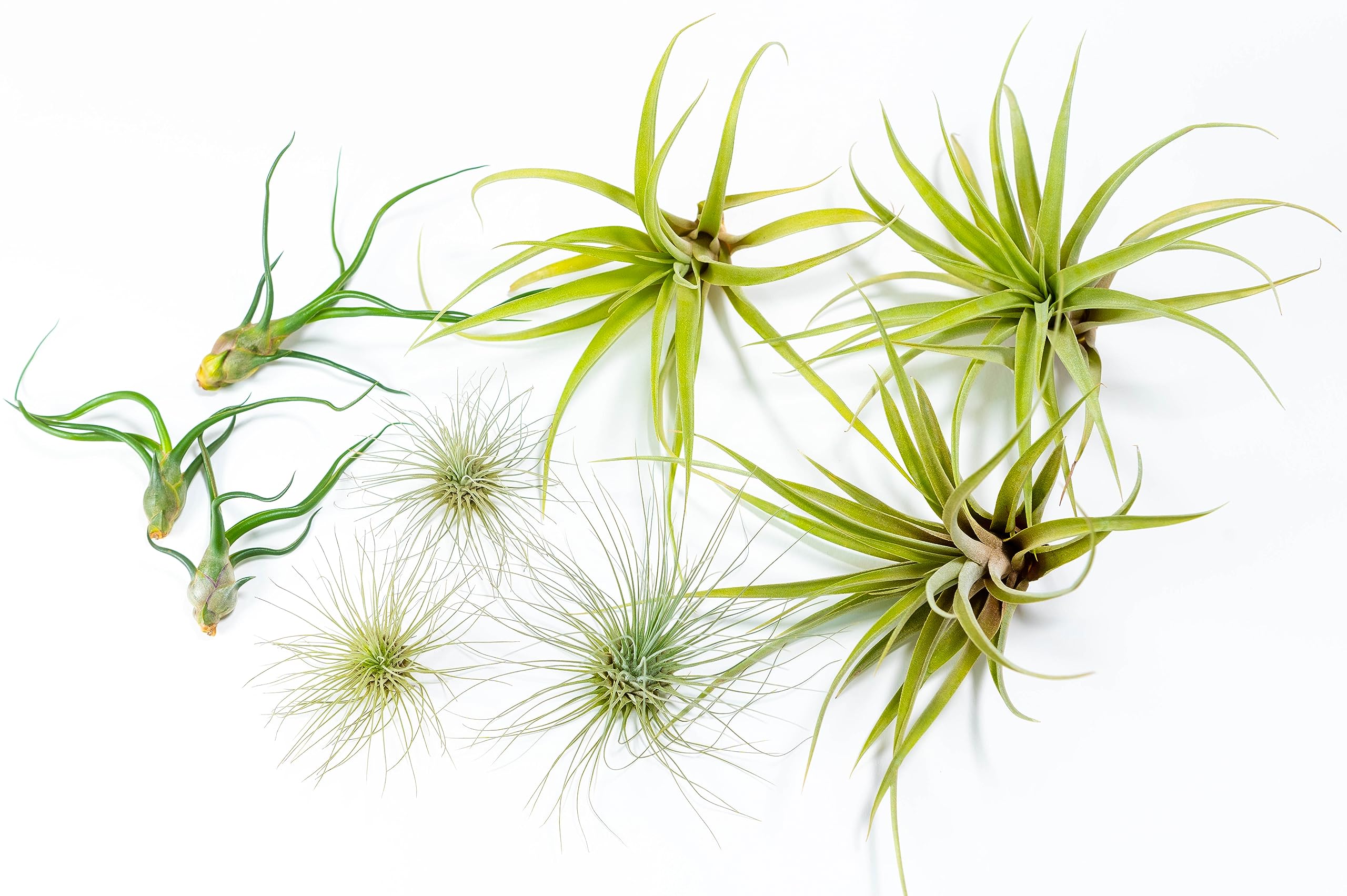 PACK Piante d'aria - Tillandsia Fuchsii Gracilis, T. Bulbosa, T. Capitata Peach - Piante da fiore naturali - Esterni ed interni (9)