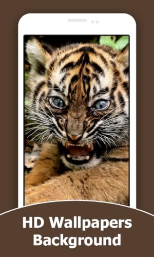 Tiger Wallpapers