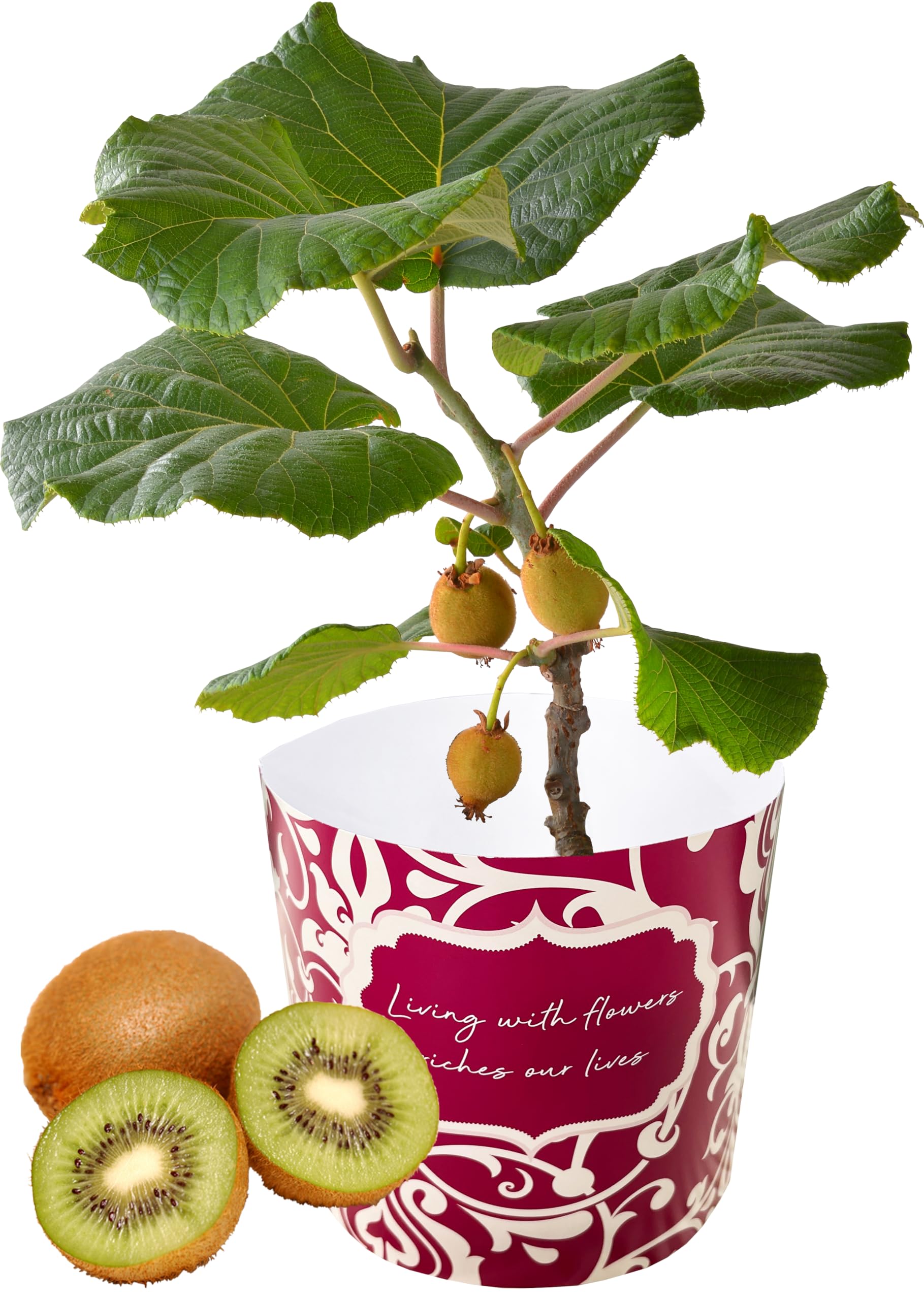 キウイのポニーフック(ミニ)　#押しフルーツ　#ドライフラワー キウイのポニーフック(ミニ)　#押しフルーツ　#ドライフラワー