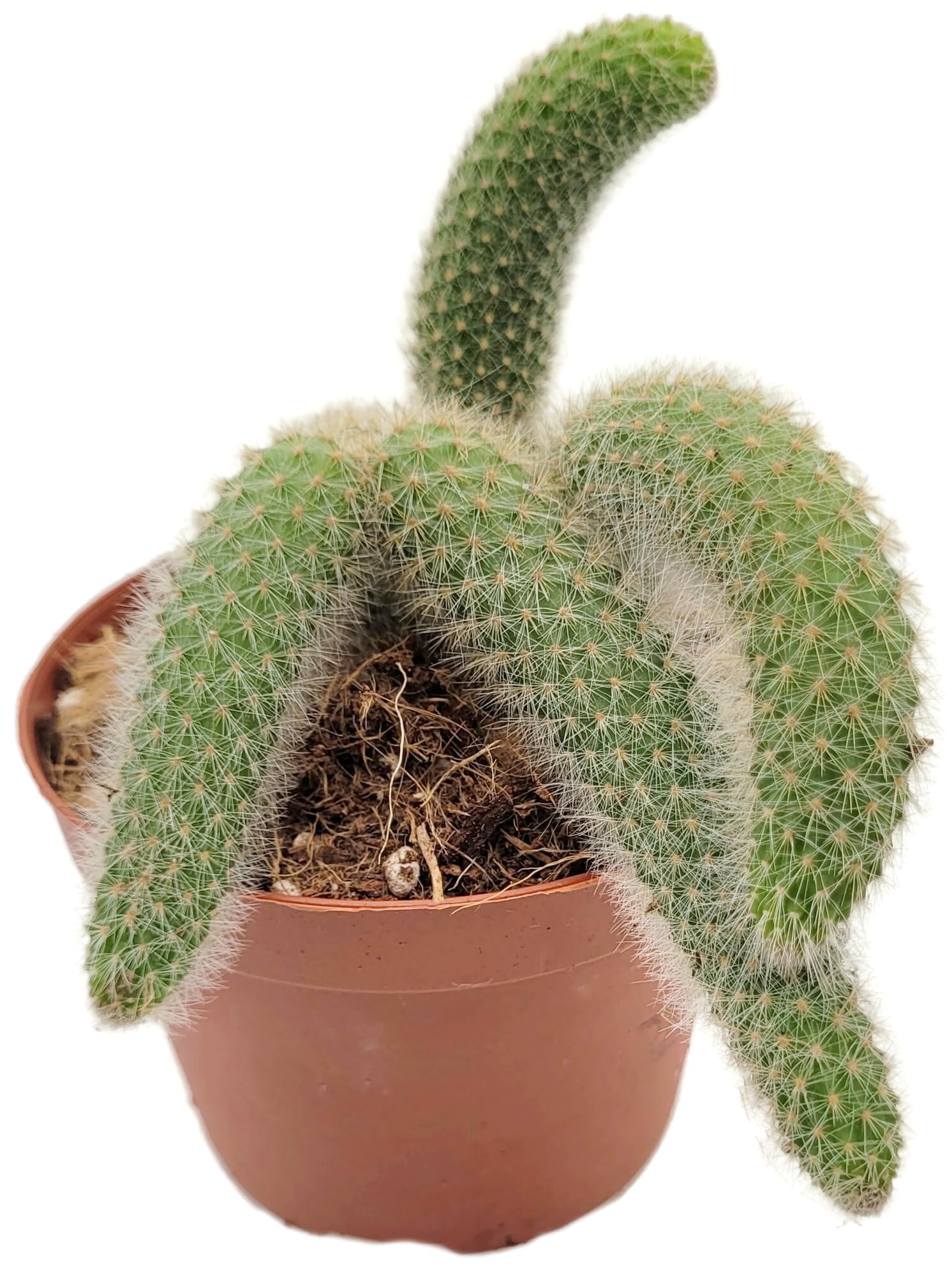 Hildewintera colademononis Gr. L - Affenschwanz-Kaktus im Ø 10,5 cm Topf - exotische Zimmerpflanze - seltene Sukkulente