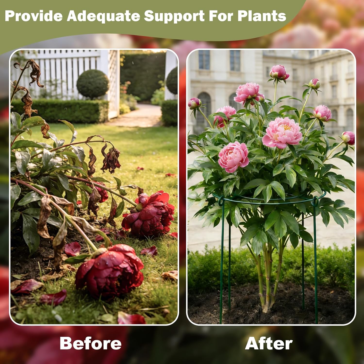6 Pack Peony Cages and Supports, Extra Large 13 x 30 Inch Heavy Duty Plant Support Cages for Peonies, Roses, Tomatoes & Tall Outdoor Plants – Removable 4-Leg Metal Plant Support