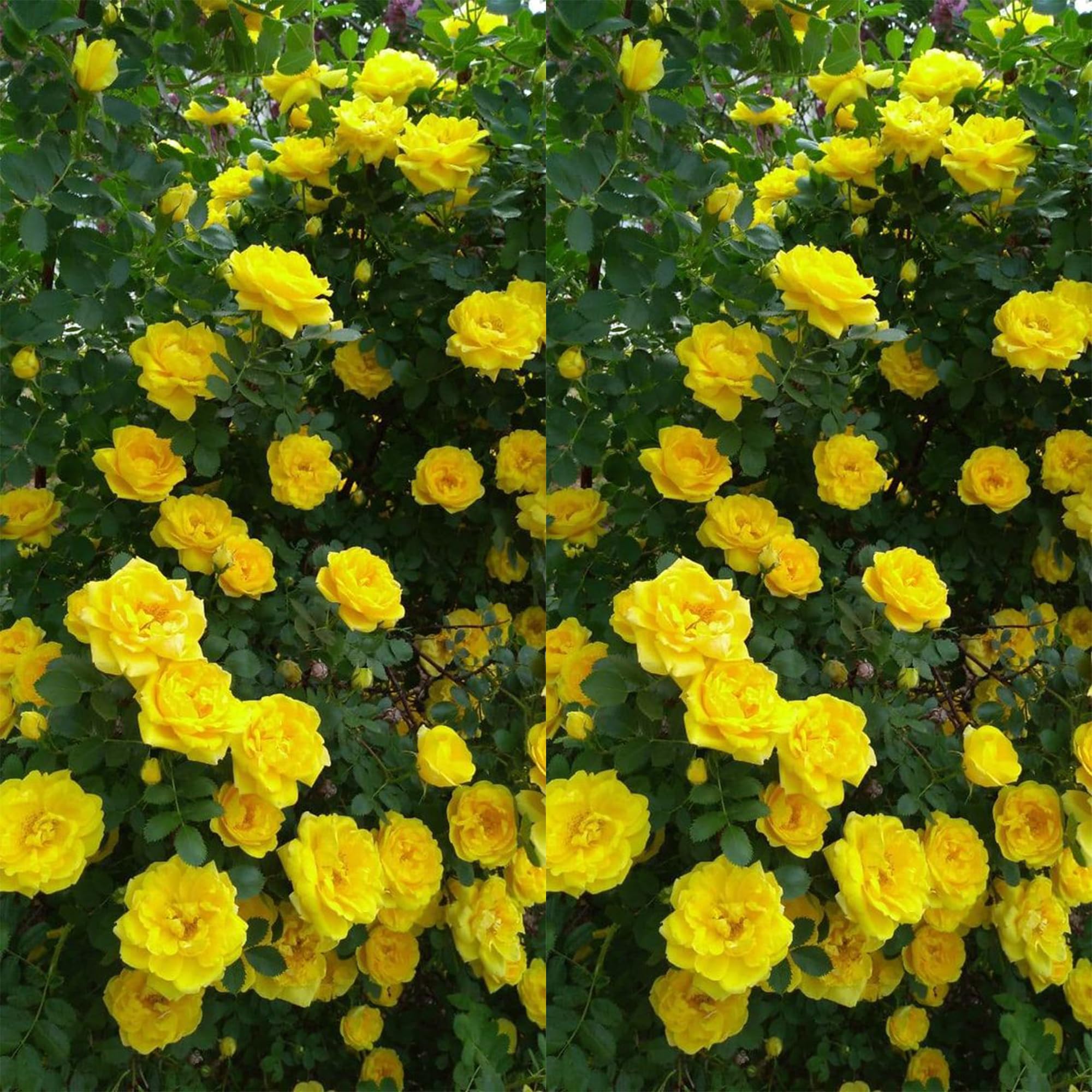 English Imported Yellow Rose Climbing Live Flower Plant For Indoor and Gardening (Pack of 1) English Rose plant With Pot (B0CXHS5N67) Amazon Price History, Amazon Price Tracker