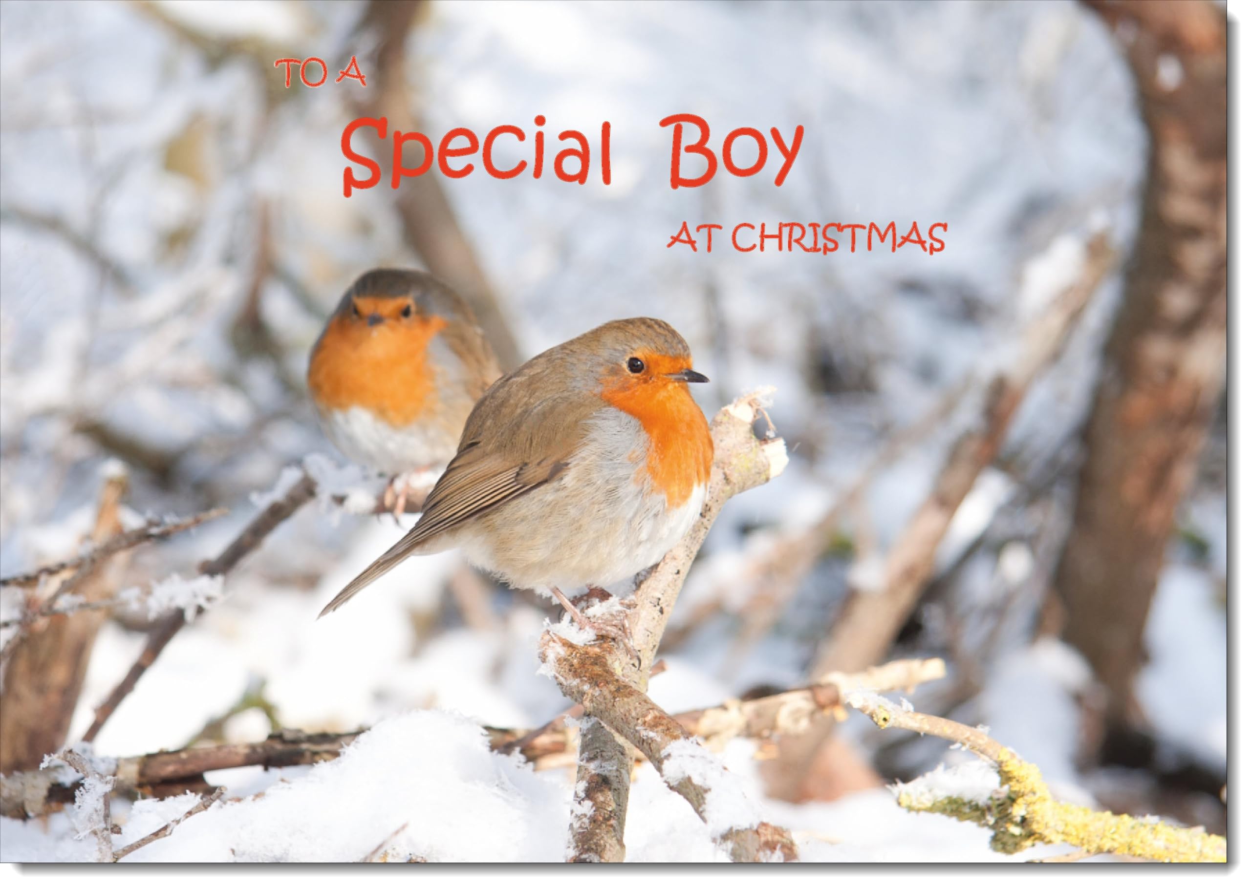 doodlecards Special Boy Christmas Card Two Robins in Tree Large A4 Size Christmas Card for Special Boy with Plain Envelope — image 1