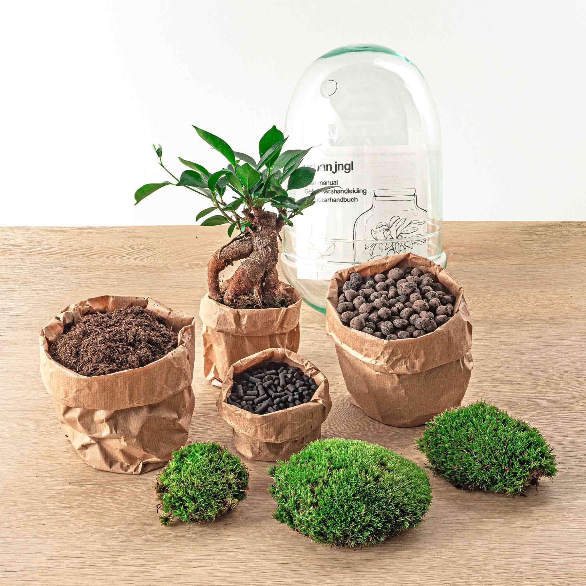 Terrarium végétal Egg Bonsai 25 cm Jardin en Bouteille Kit de Bricolage Ensemble Complet Mini écosystème avec Plantes