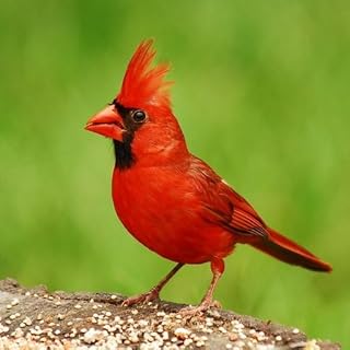 Pássaro espécie Trivia Quiz