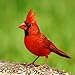 Name That Bird Species Trivia