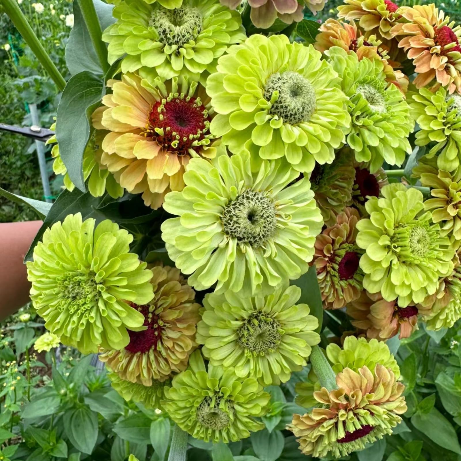 Easy Plant, Strong Plant, Dahlia Bulbs Now UK, Excellent Display, for Containers, Rare Plants, Greening Flower, Natural Organic, 2bulbs-B