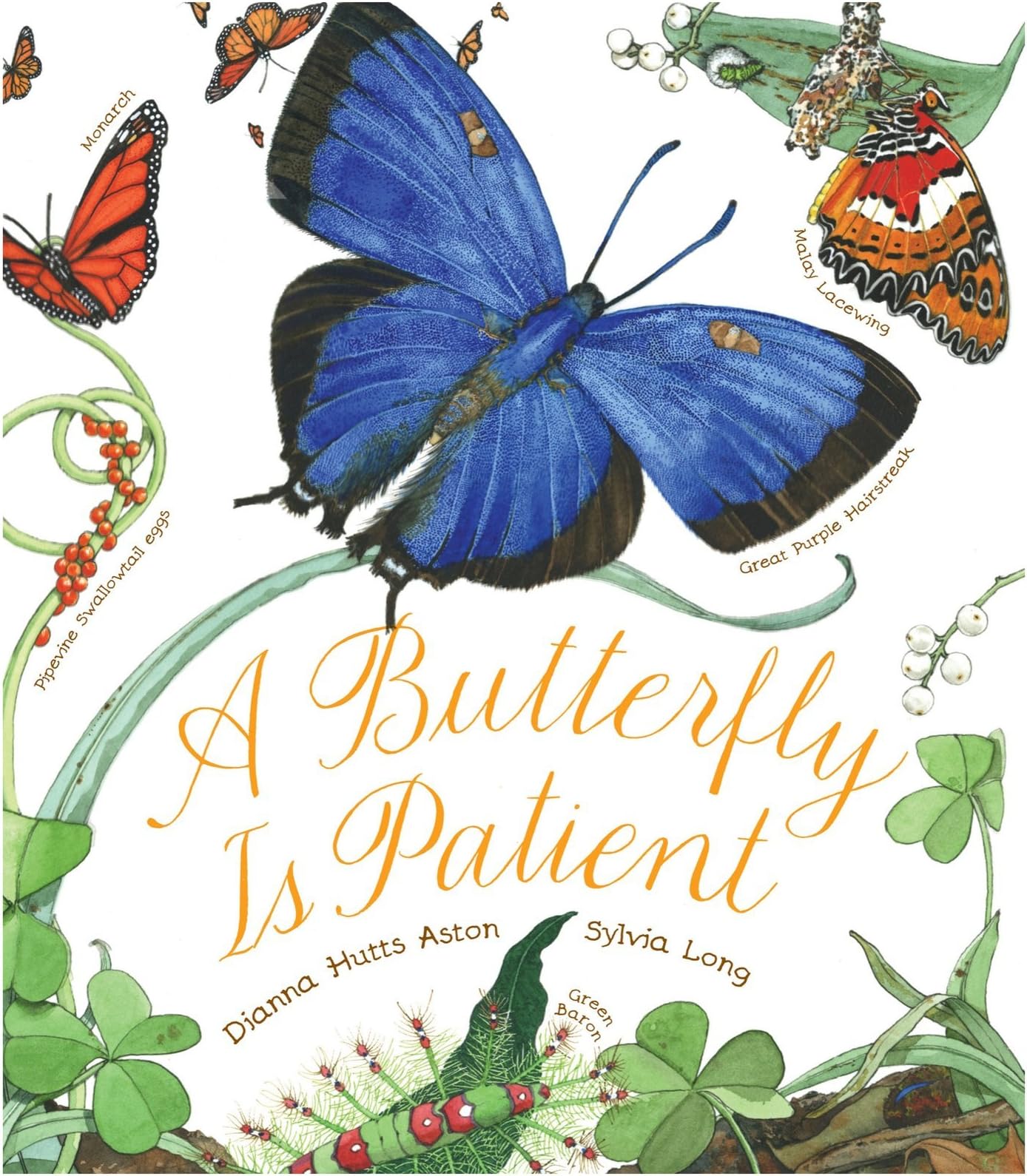 Chronicle Books Butterfly Is Patient