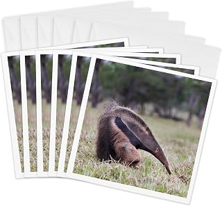 3dRose Greeting Cards - Brazil, Mato Grosso do Sul, Bonito, Giant anteater eating insects. - 6 Pack - Animals