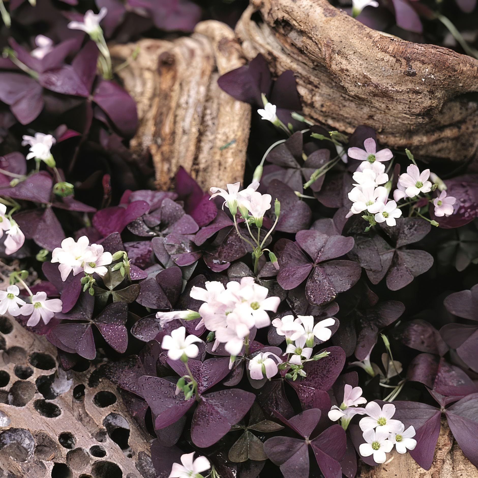 Plant Theory False Shamrock Triangle Outdoor Plant Purple Oxalis Triangularis 12cm Pot 20cm Tall