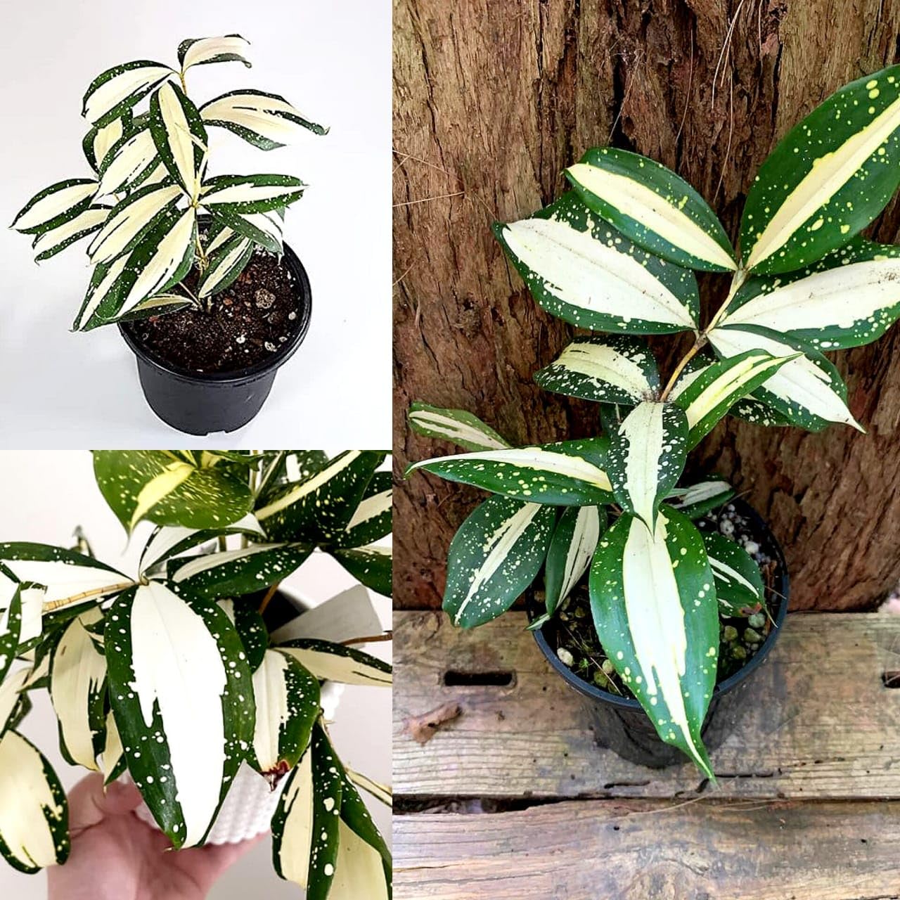 Dracaena Milky Way Plant, Live Tropical Indoor House Plant, Variegated Green-White Leaves (Pack of 1 With Pot)-image-49