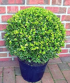 2 Stück Buchsbaum Kugel, Buxus sempervirens, Durchmesser: 35-40 cm + Dünger