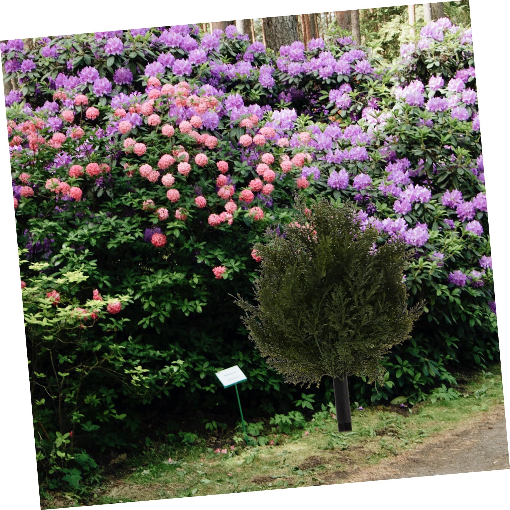 Cabilock Cedro Sempreverde Artificiale per Giardino Decorazioni da Vialetto Albero di Natale Finto con Punta Rami di Pino Finti per Esterni Arbusti di Cedro Finto per Patio Cortile Porta