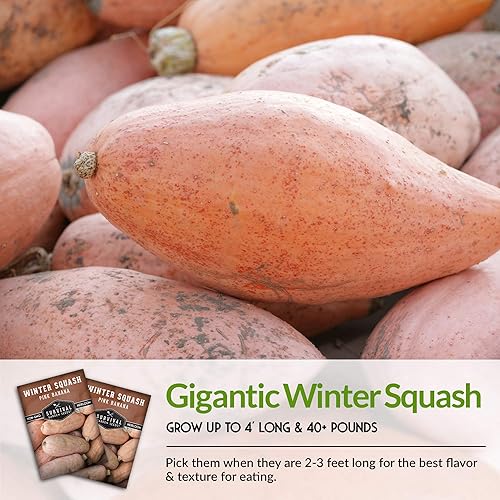 Miniatura 4 de Survival Garden Seeds - Semilla de calabaza de invierno de plátano rosa para plantar - 3 paquetes con instrucciones para cultivar verduras de