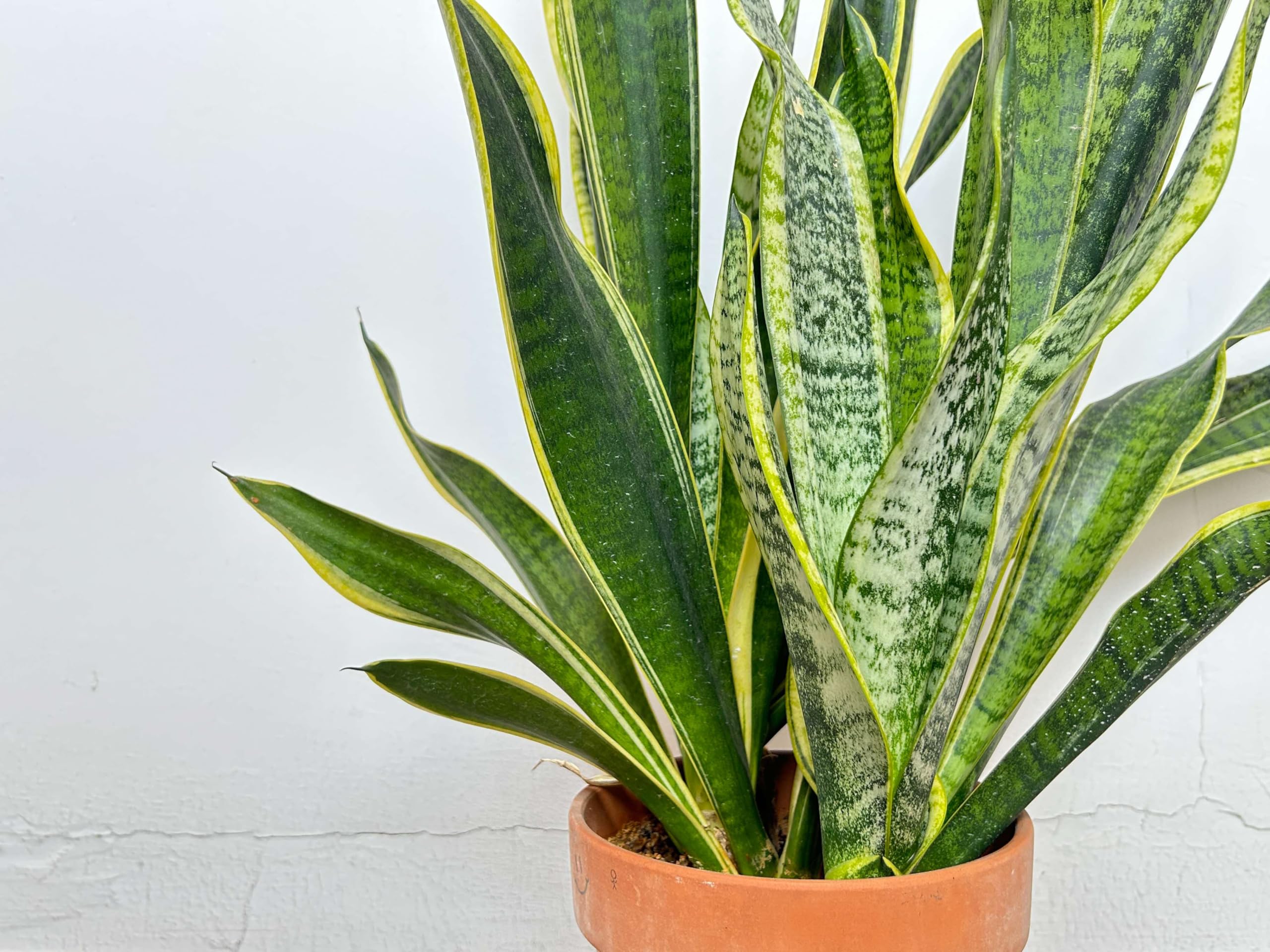 Snake Plant Indoor Decorative Plant | Big Size Sansevieria Trifasciata Lucky Plant - for Balcony, Office, Home & Bedroom – Pack of 1 Healthy Plant-image-21