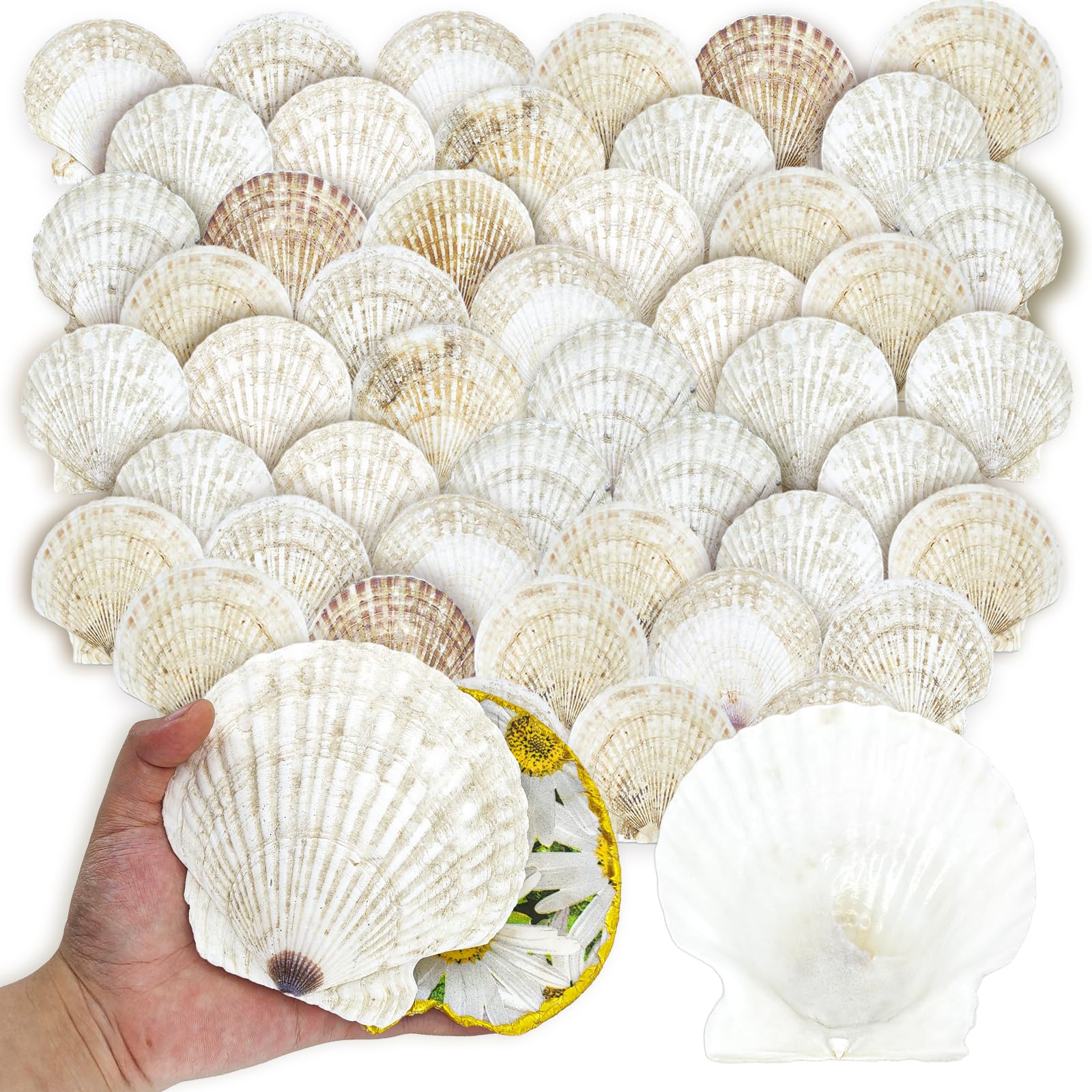 stonechic 50PCS Scallop Shells for Crafts Large 4''-5'' White Beach Natural Shells Bulk for Decoupage DIY Crafts Seashell Decorations Home Decor