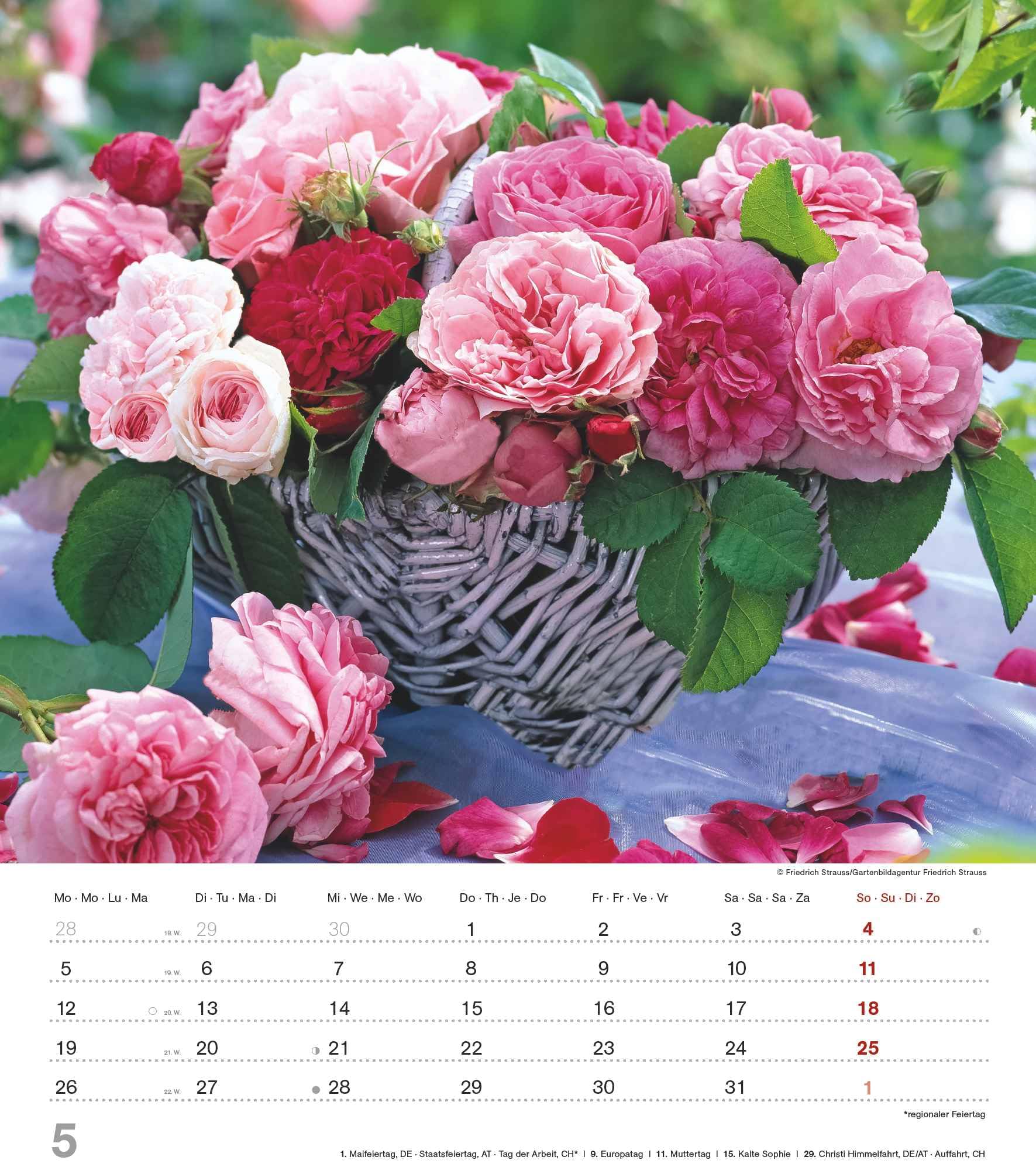 X 1990年 Rose & Blood Calendar Amazon.com: Alpha Edition - The Fragrance of Roses 2025 Picture