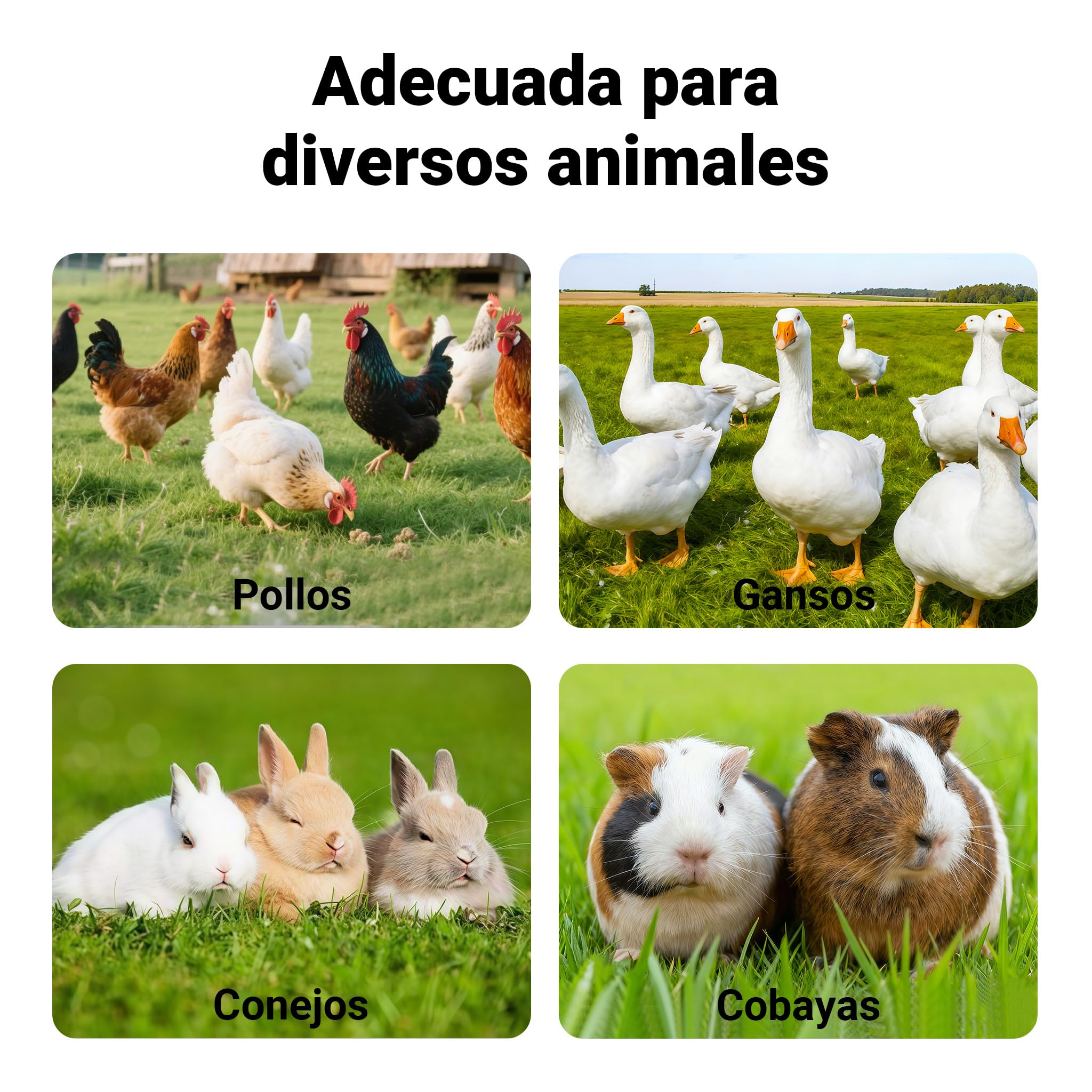Gallinero Gris de Madera 310x150x150cm, nidos y Corral, Bandeja extraíble Limpieza