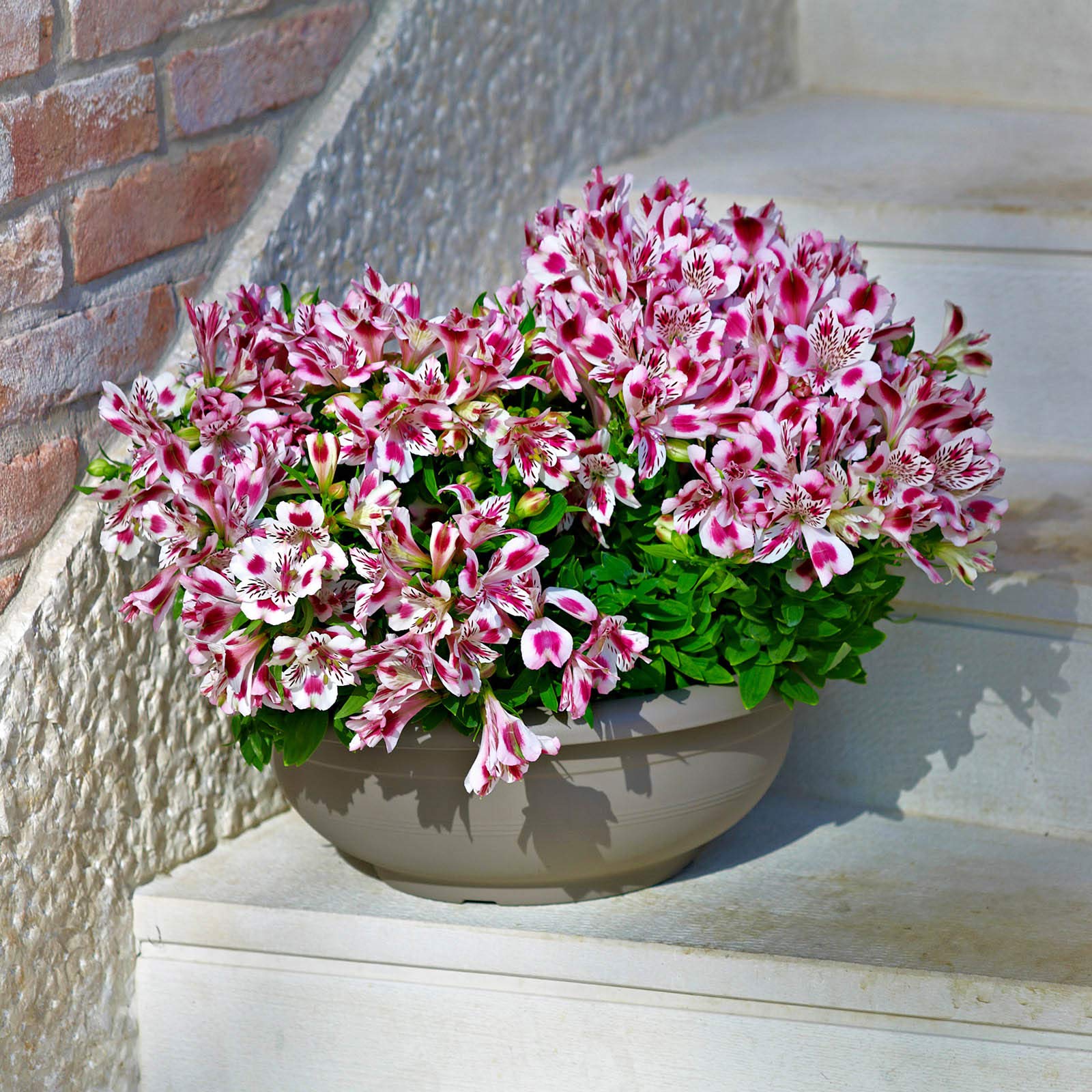 Euro3plast 3er-Set Blumenschalen Libis Rund – 25, 30, 35 Cm, Frostsicher